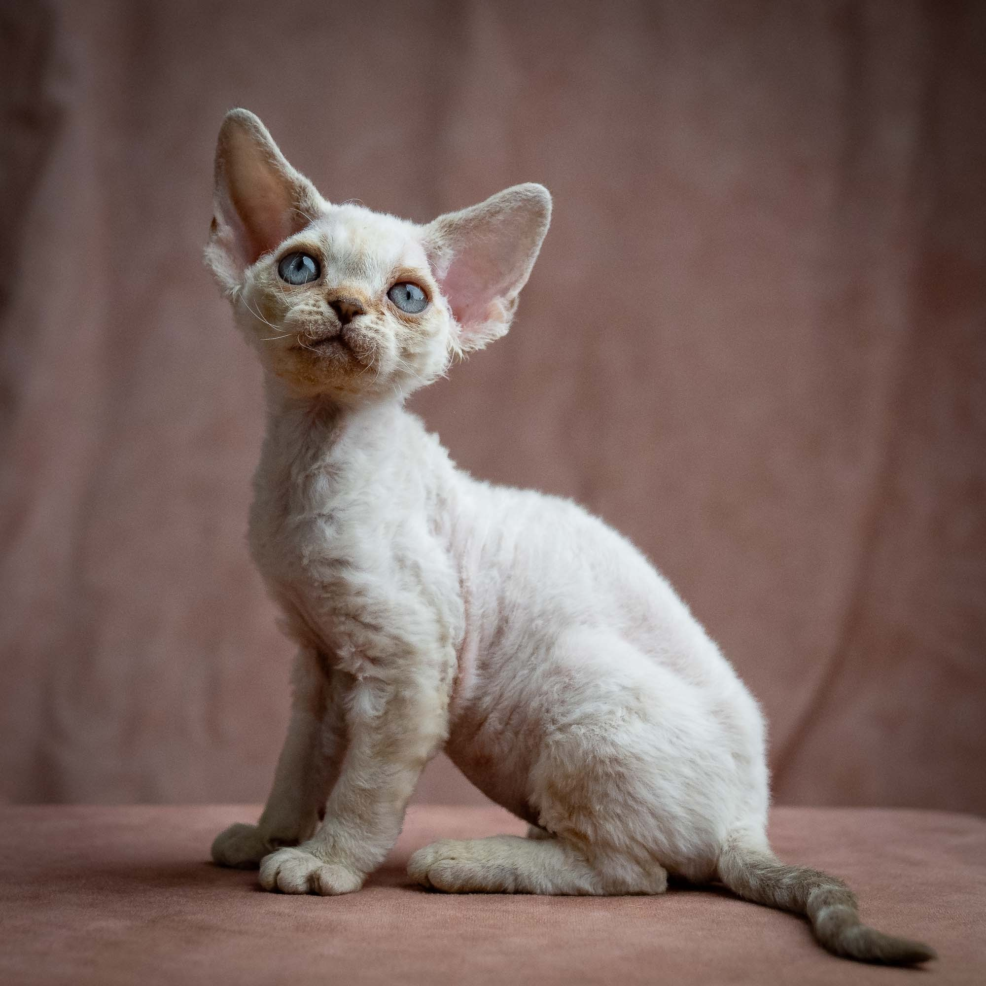 Selena, girl, born 05.08.26. Devon Rex Pixie Cattery
