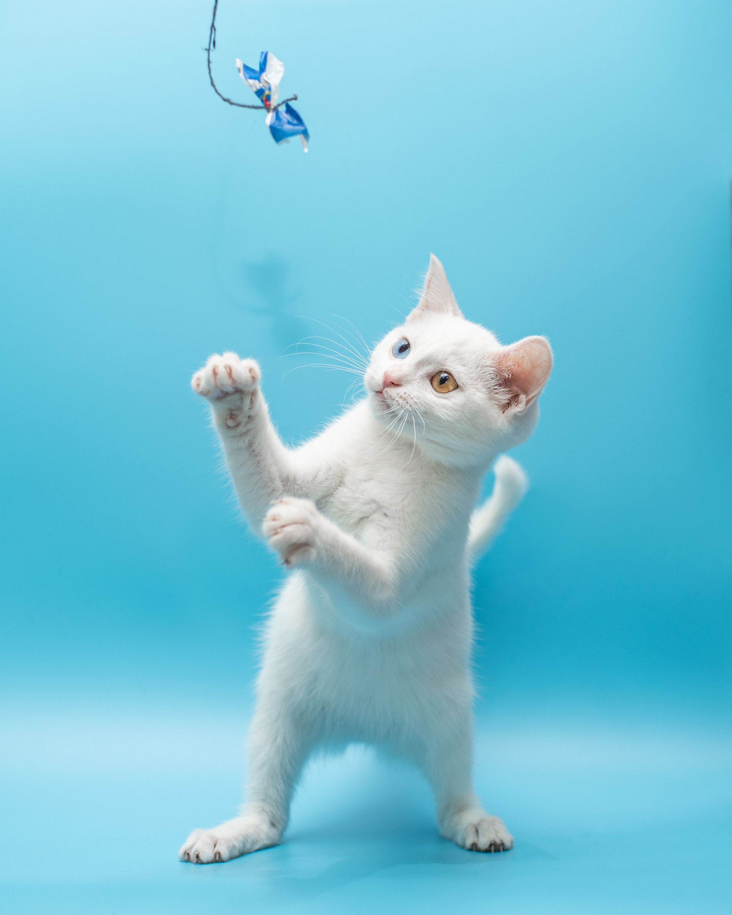 Pet portraits made at your place by Tanya Asfir, Belgrade. Tanya Asfir — Pet & Animal Photographer | Belgrade, Serbia