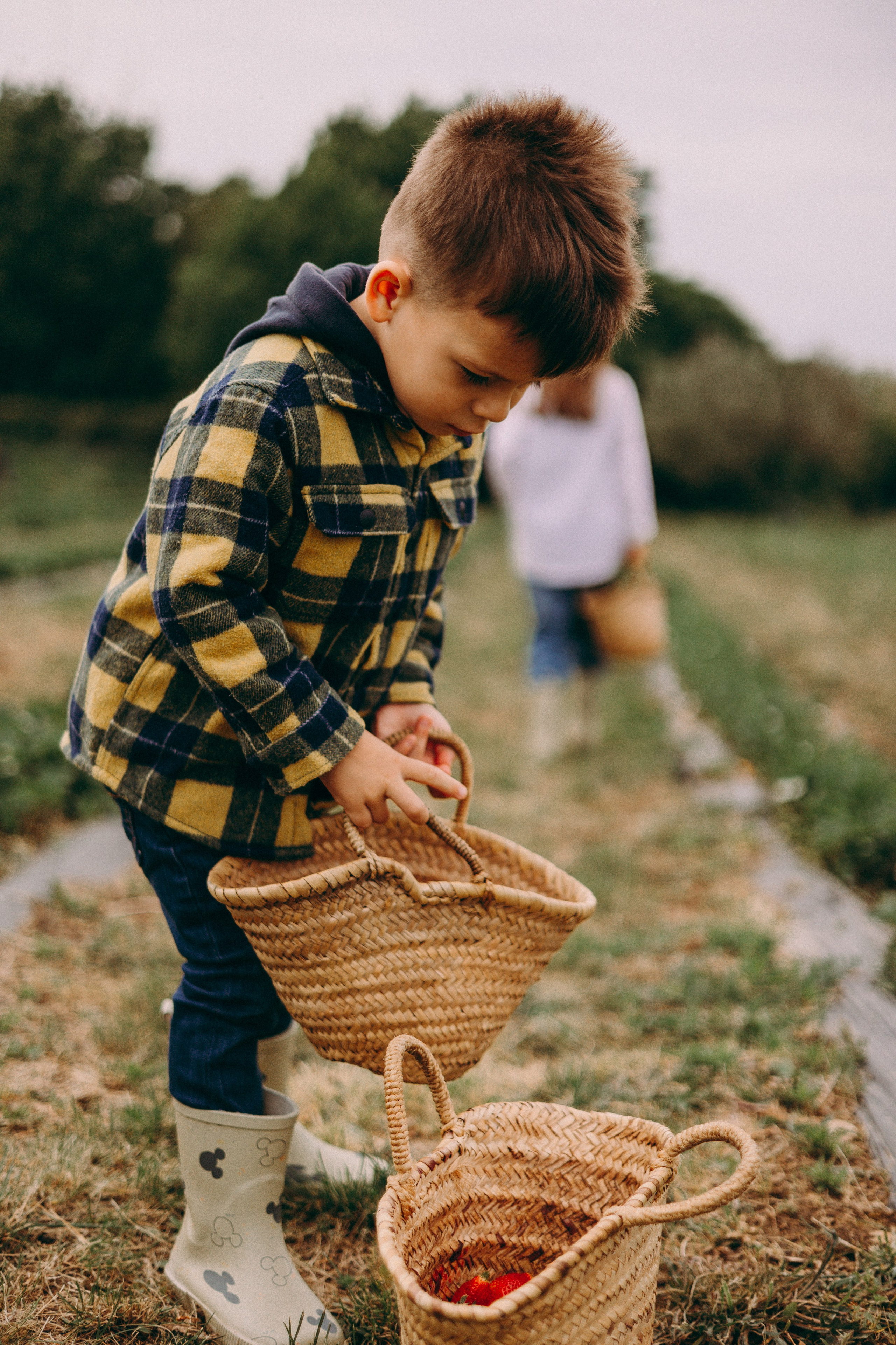 Cueilette fraise. Photographe en Côte d’Azur