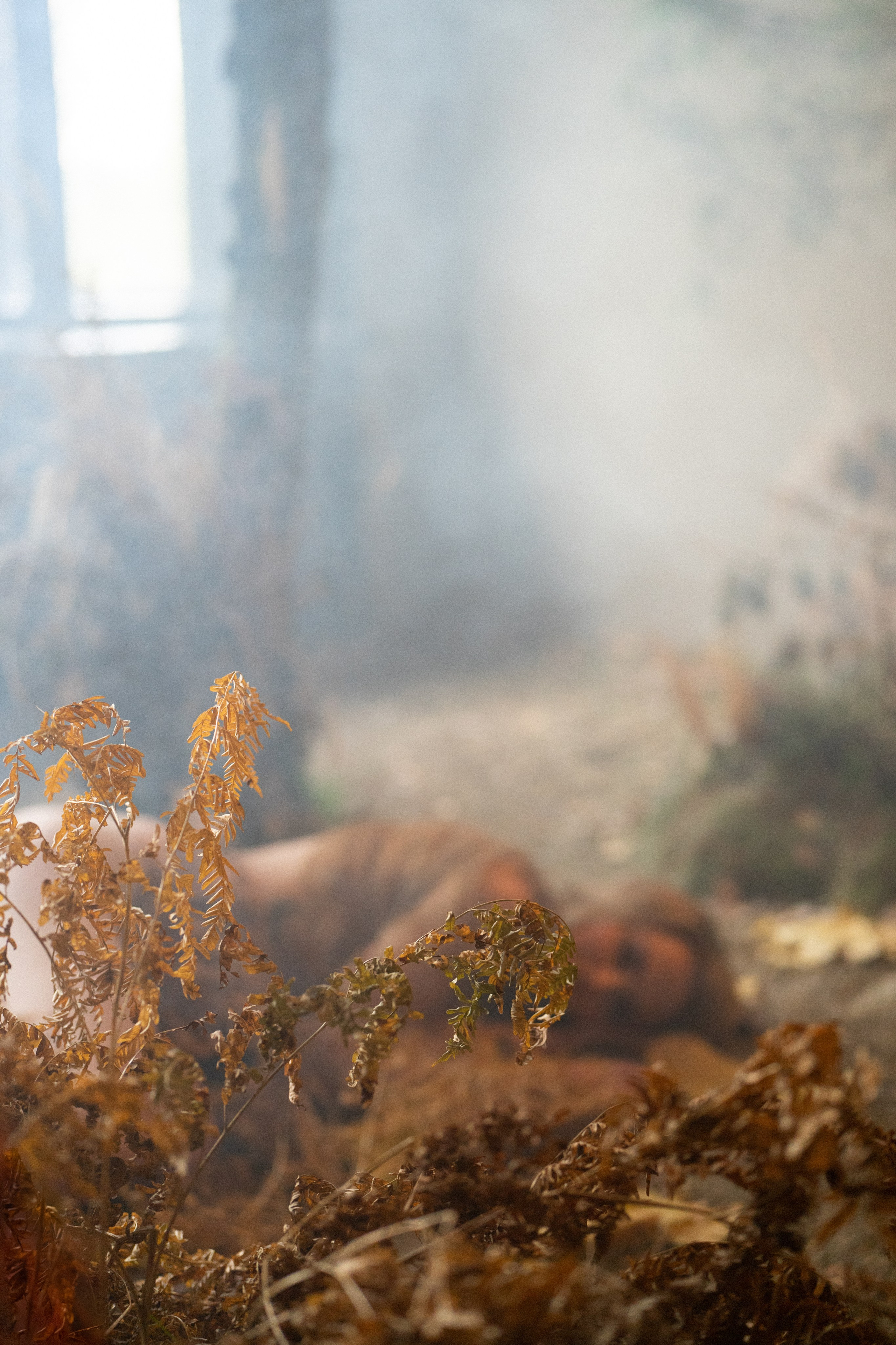 Нимфа в гламурном лесу. Ваш фотограф Tetiana Kolos, найду самый удачный ракурс и словлю момент
