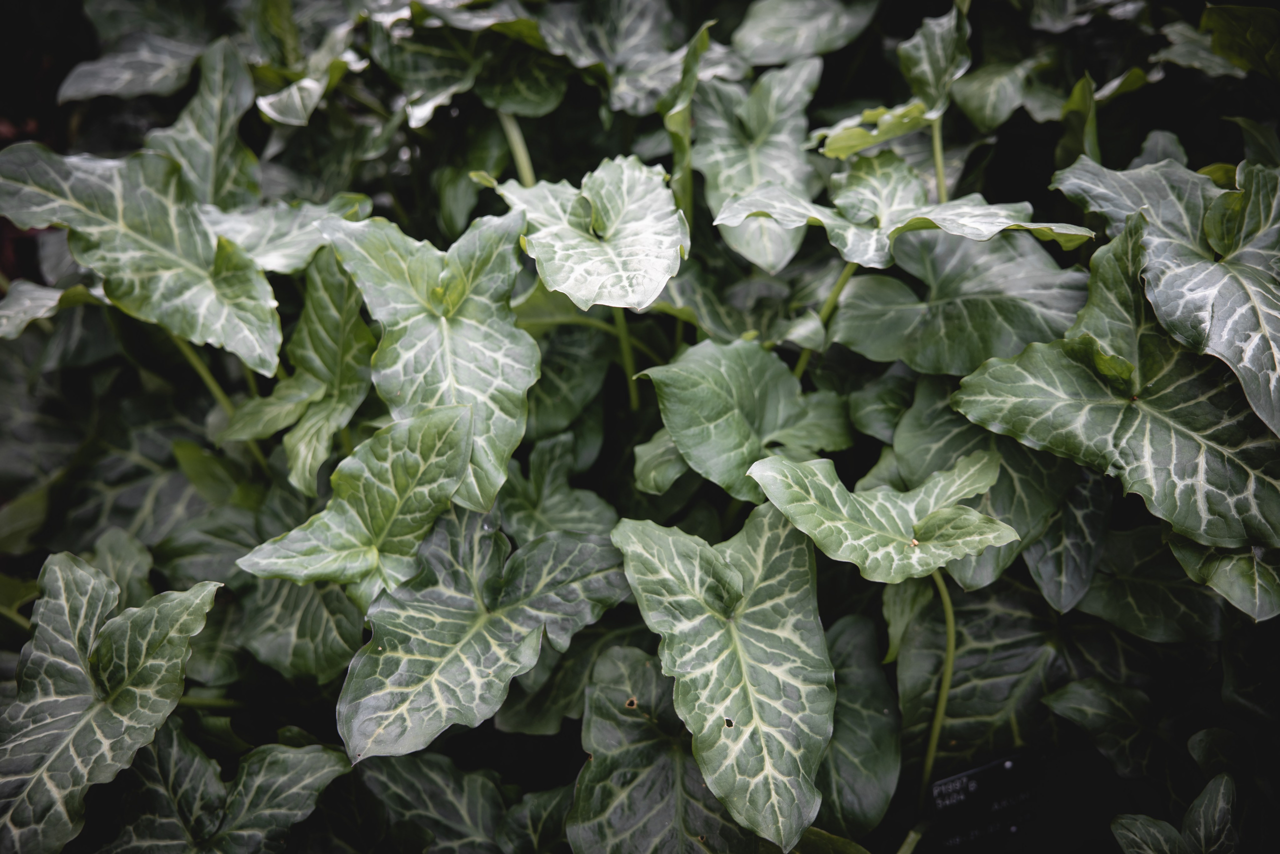 Shai & Batel. Professional wedding photographer in Copenhagen, Denmark — Julia Byron