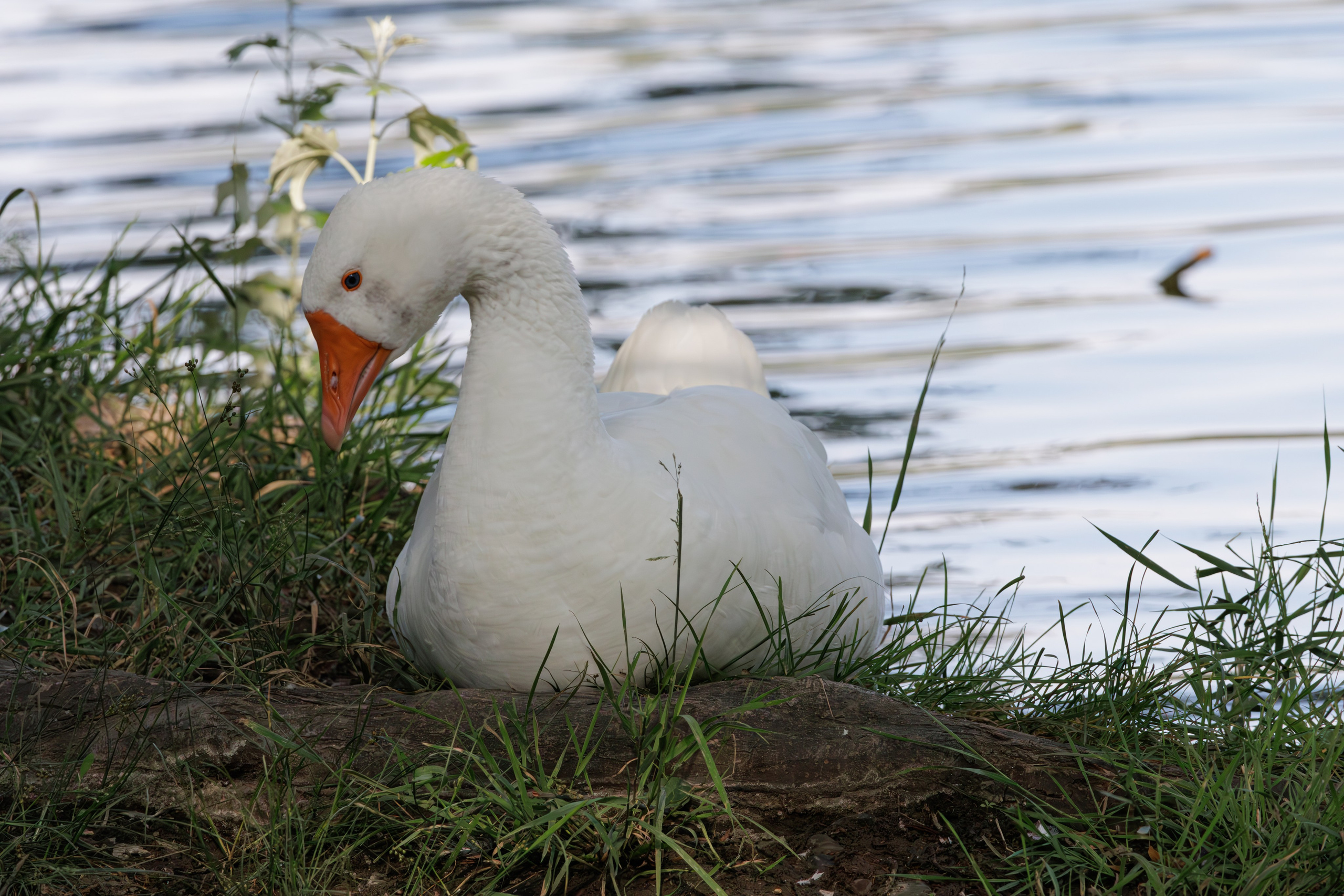 გასეირნება წავკისიდან ვაკის პარკამდე. FramefreeMan
