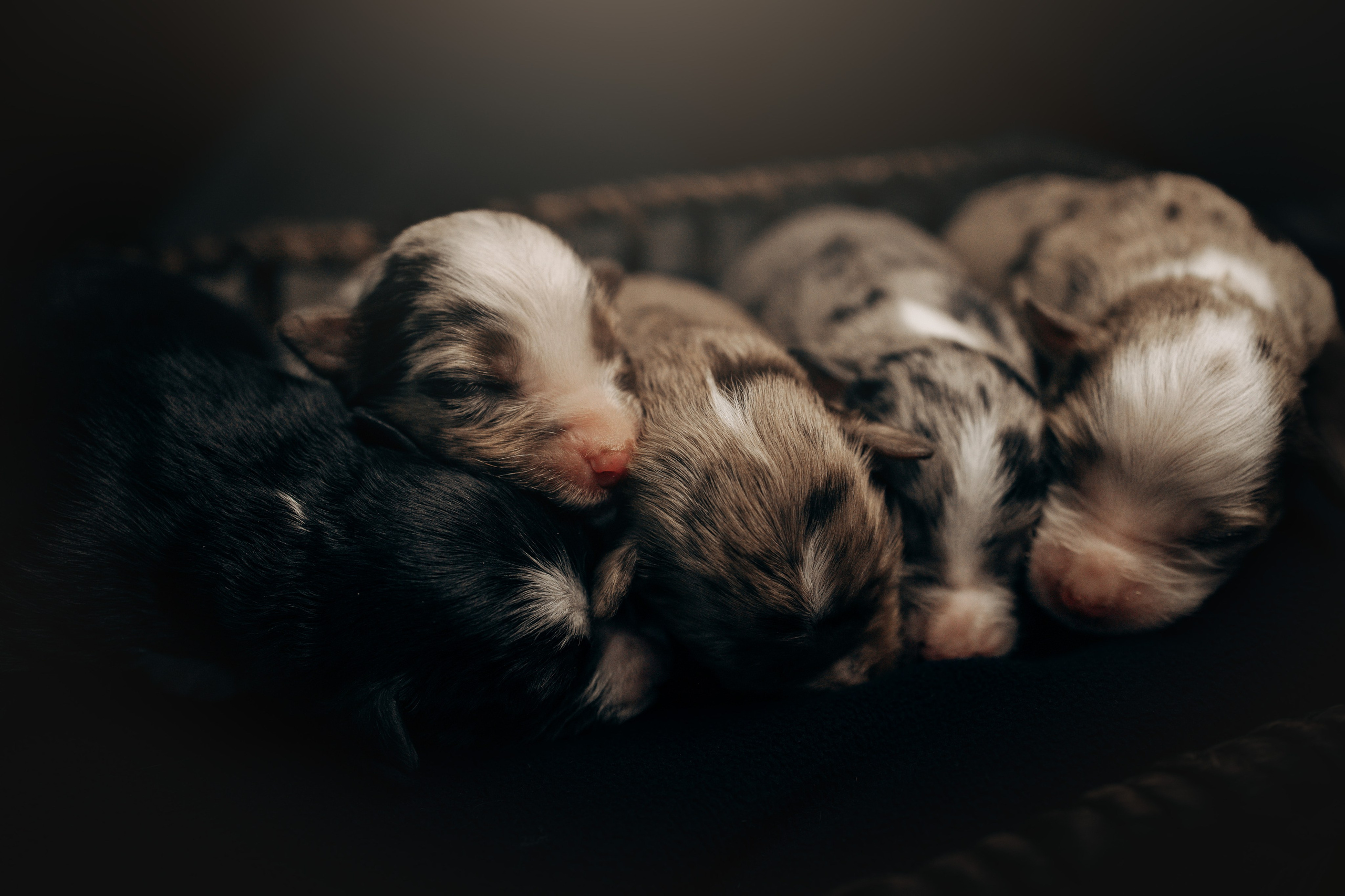 Tiny Aussies. Pet Photographer Viktoriya Aleshenko