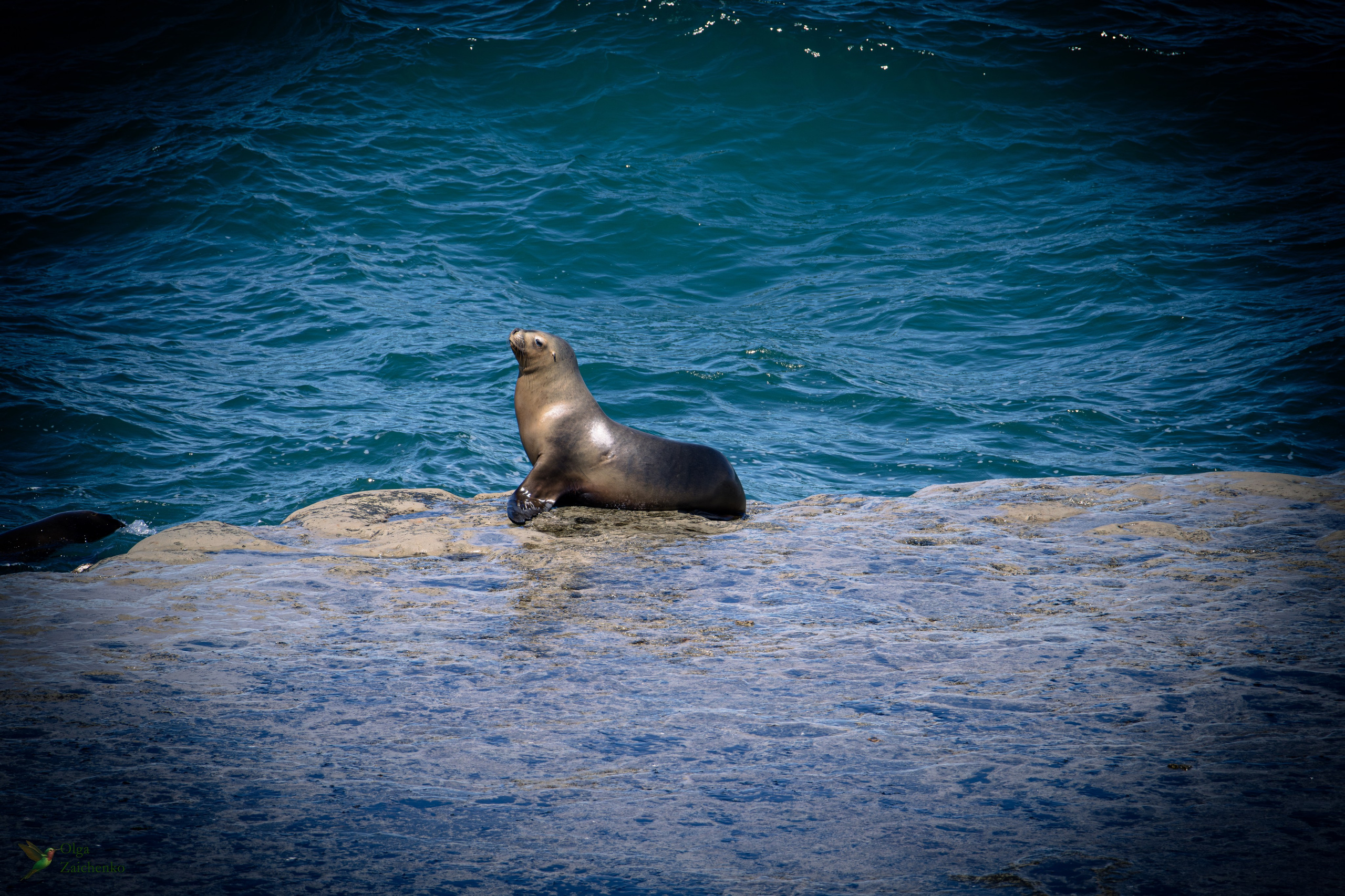 Южный морской лев