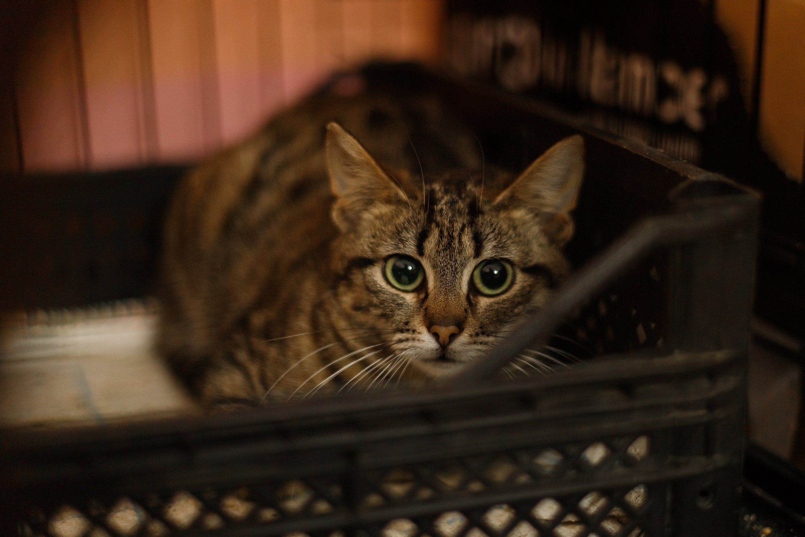 Shelter's cats for adoption. Kaja | fotograf we Wrocławiu | ludzie i psy