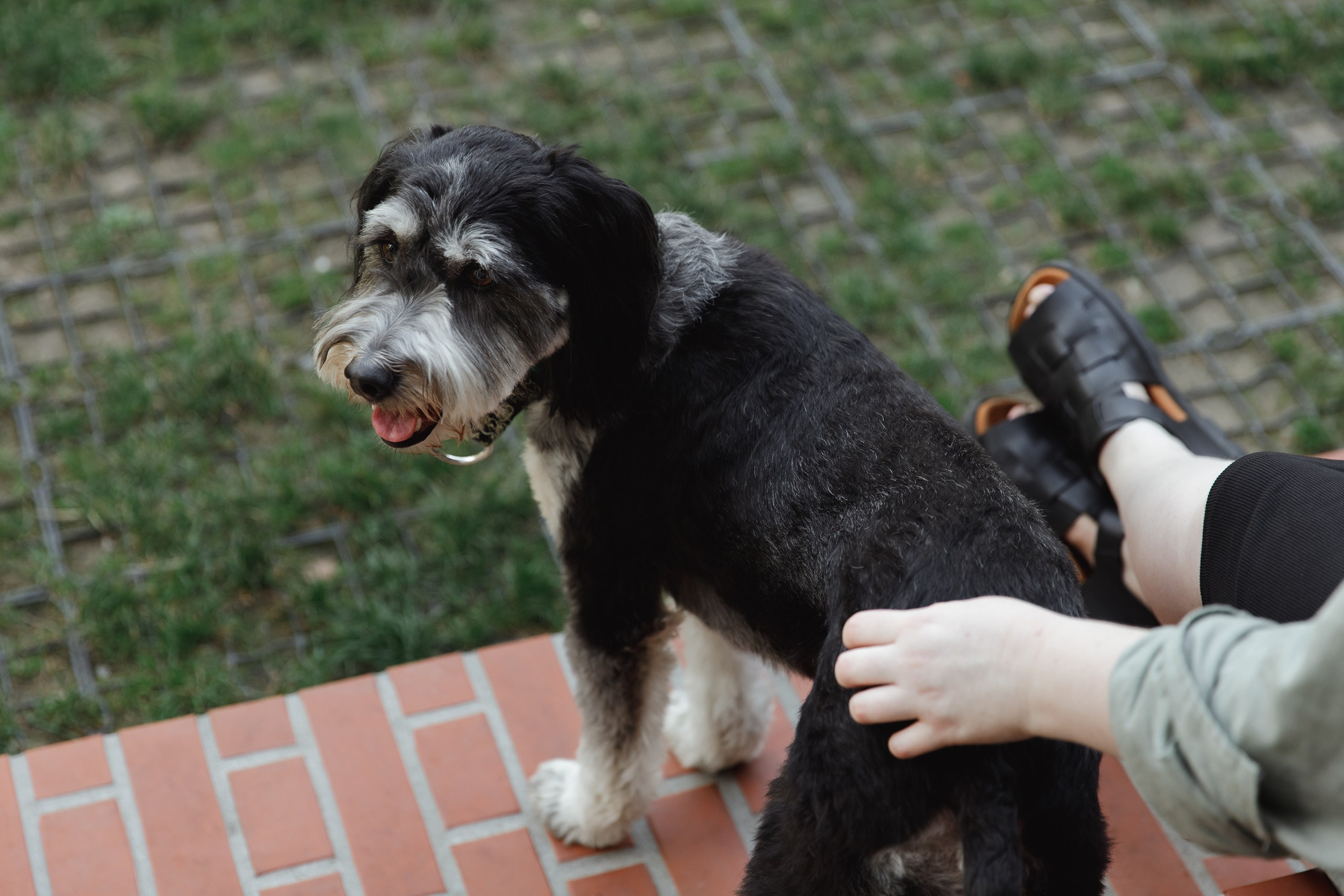 Lera & Flora. Kaja | fotograf we Wrocławiu | ludzie i psy