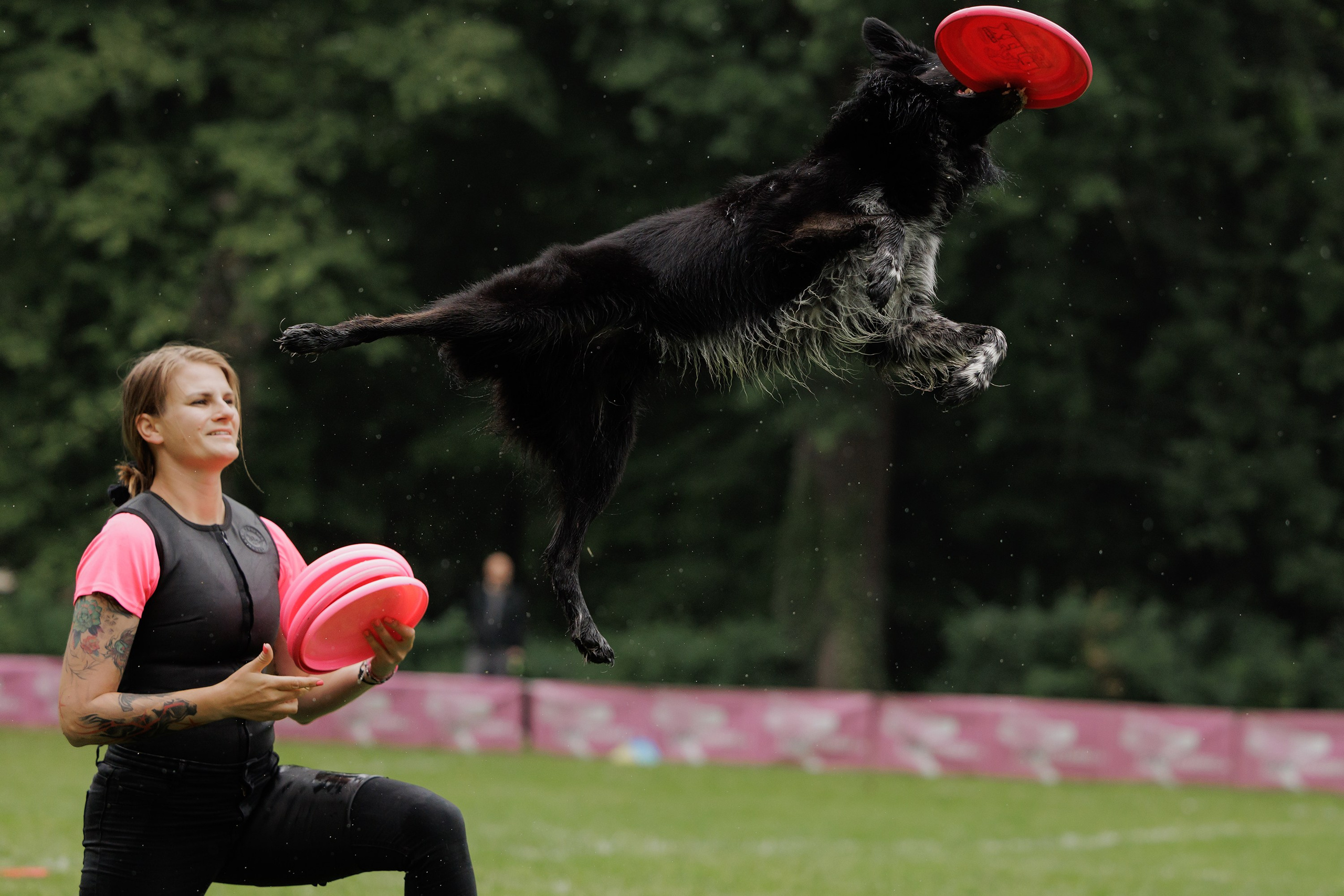 Latające psy, Wrocław'25. Kaja | fotograf psów we Wrocławiu