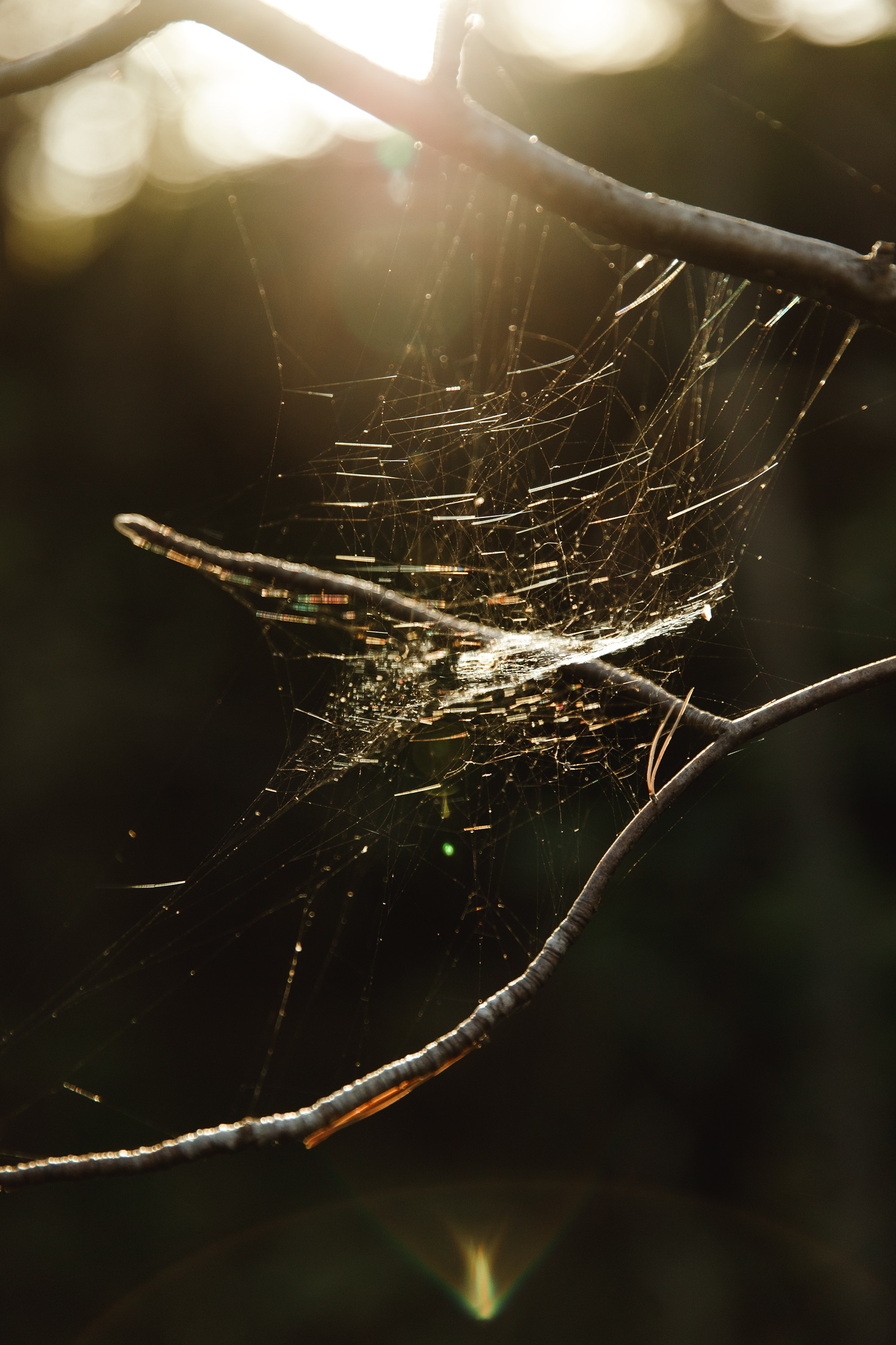 Turku. Kaja | fotograf psów we Wrocławiu