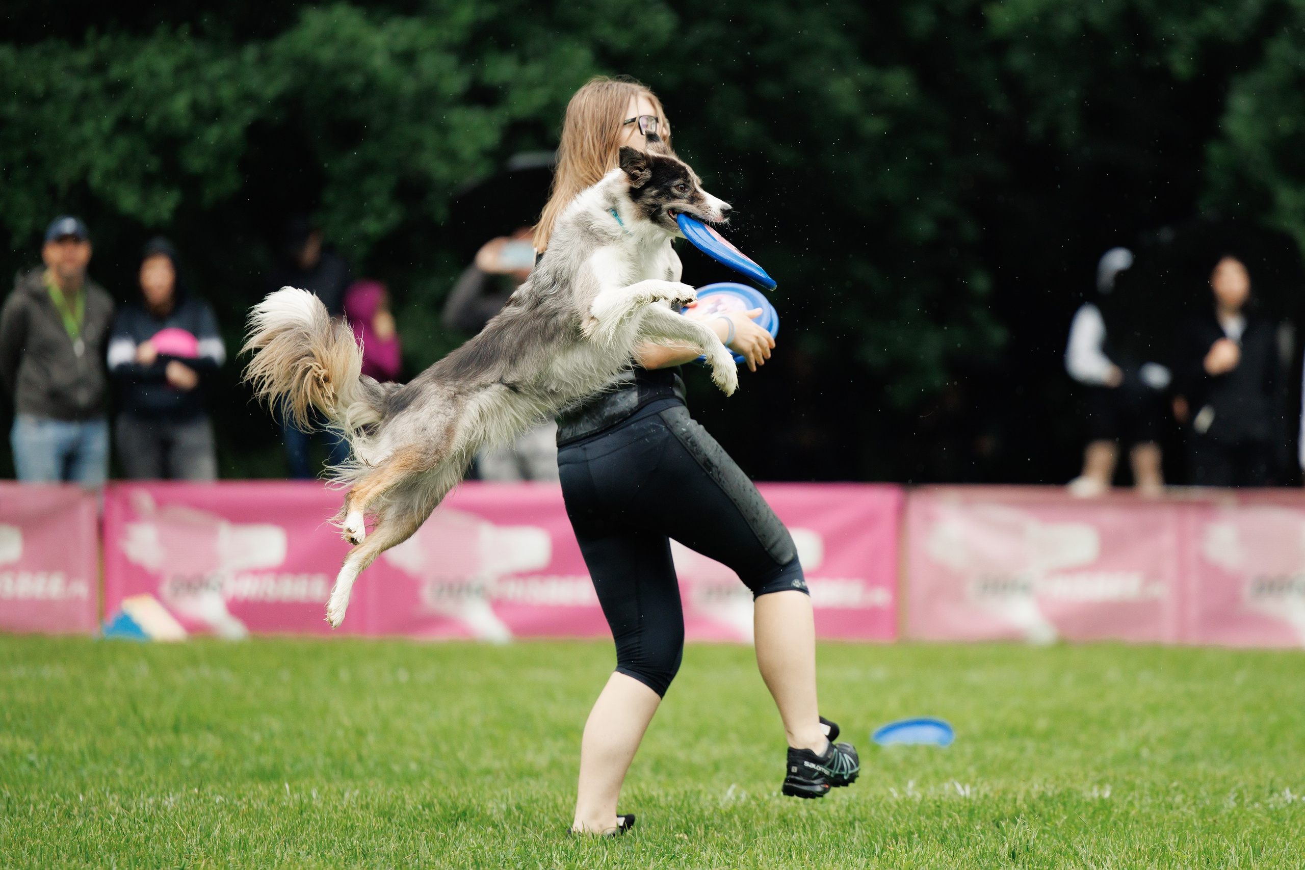 Latające psy, Wrocław'25. Kaja | fotograf psów we Wrocławiu