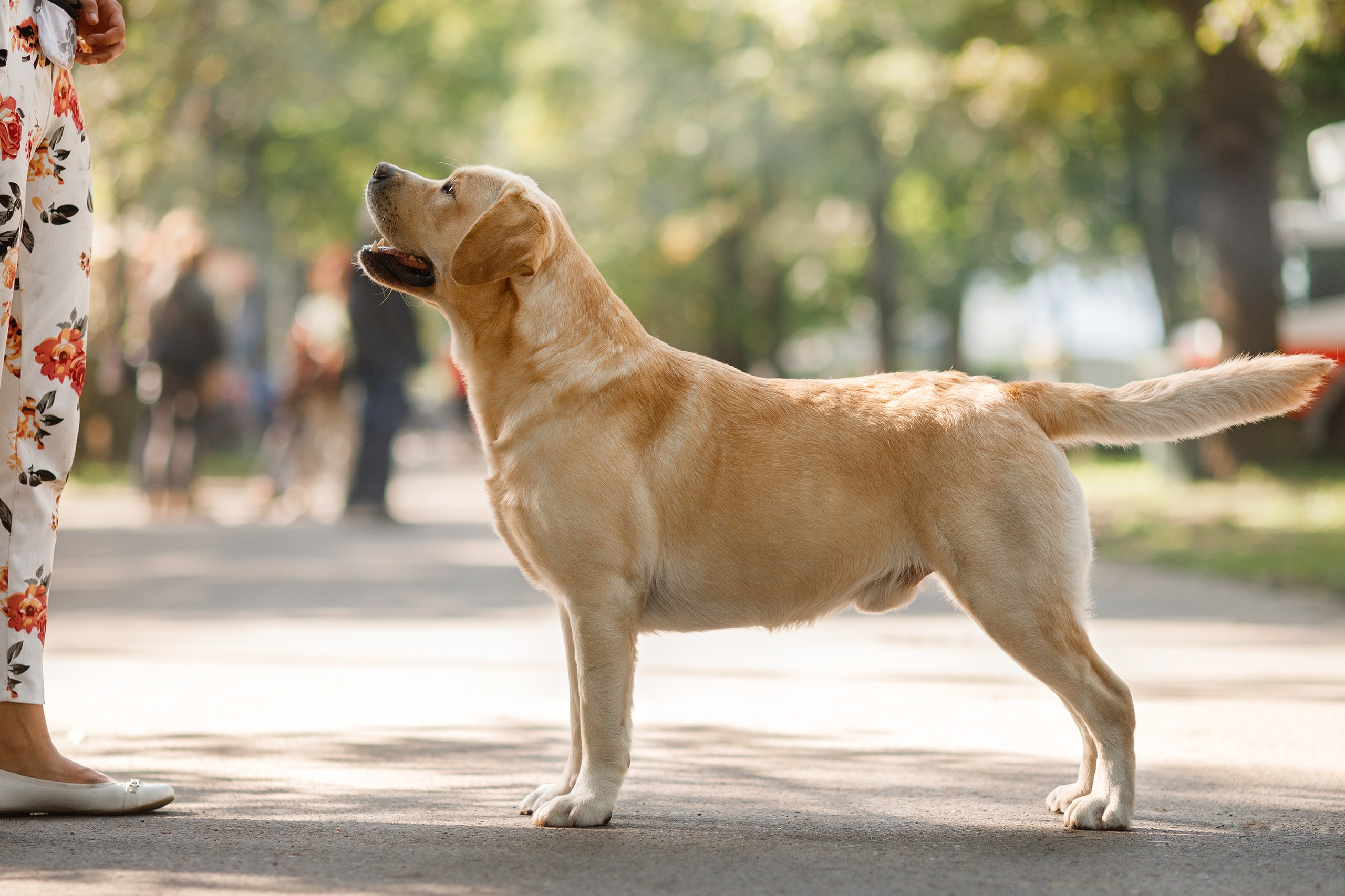 Dog shows | the best ones. Kaja | fotograf psów we Wrocławiu