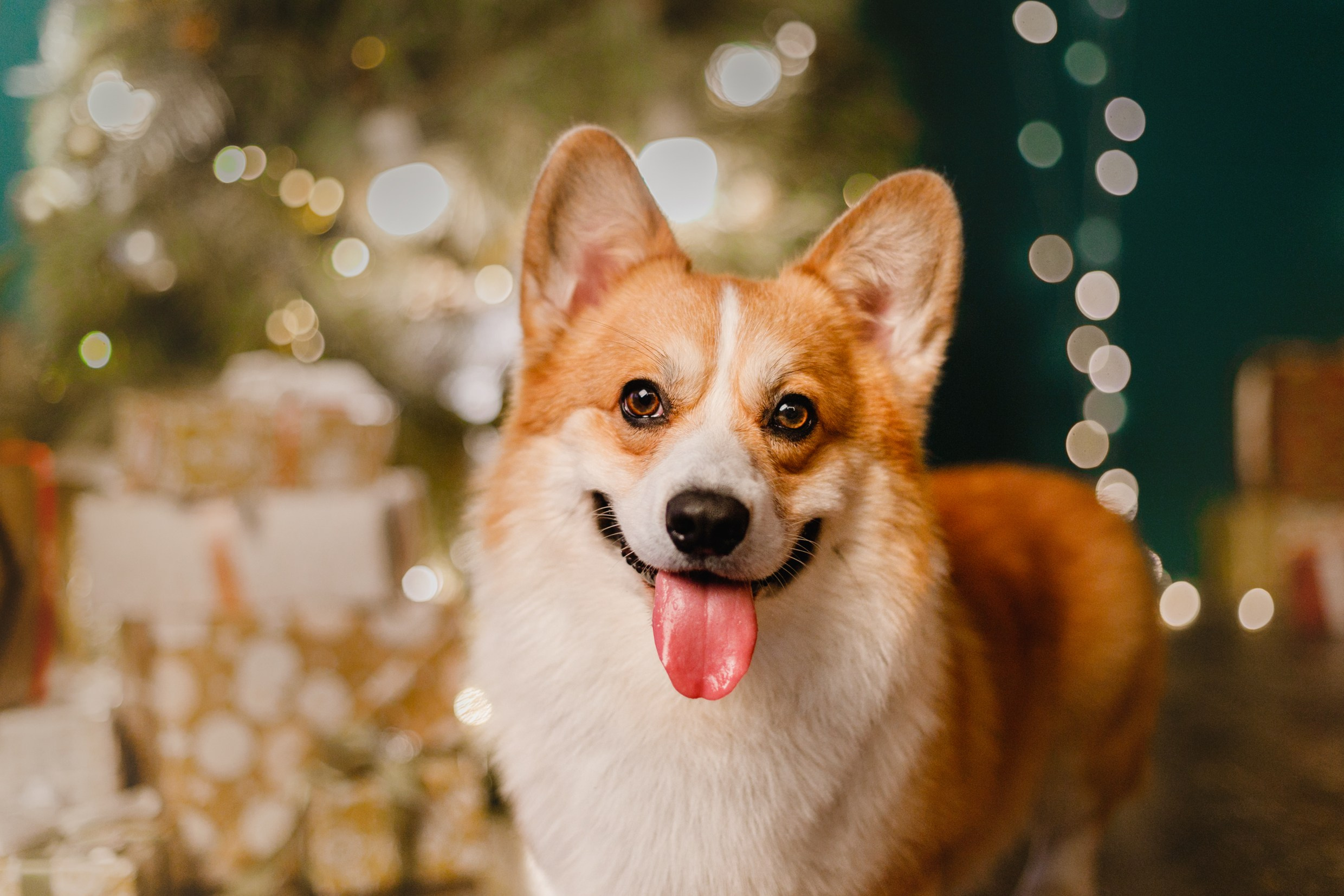 New Year corgis in studio. Kaja | fotograf we Wrocławiu | ludzie i psy