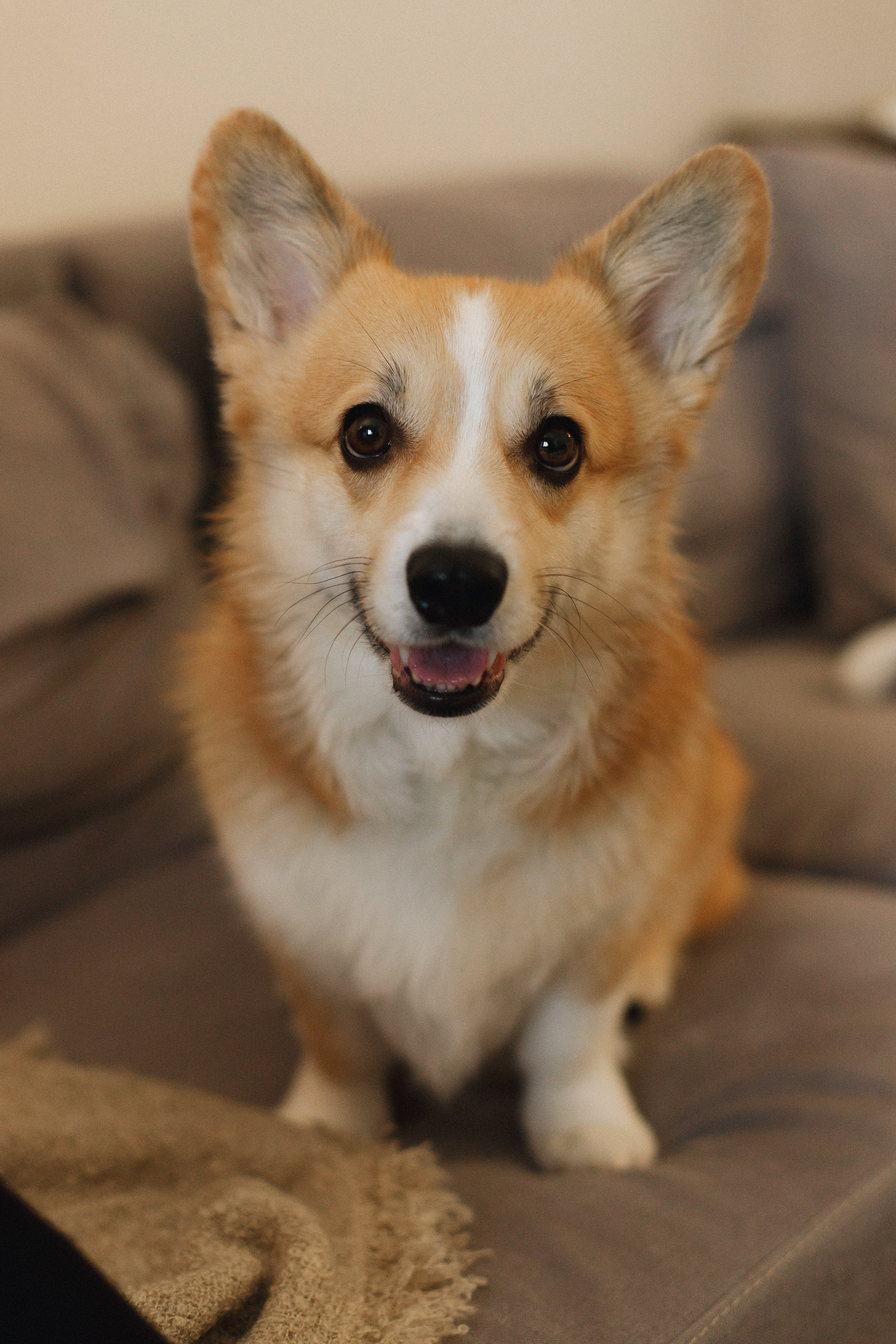 Dasha & Daisy. Kaja | fotograf psów we Wrocławiu