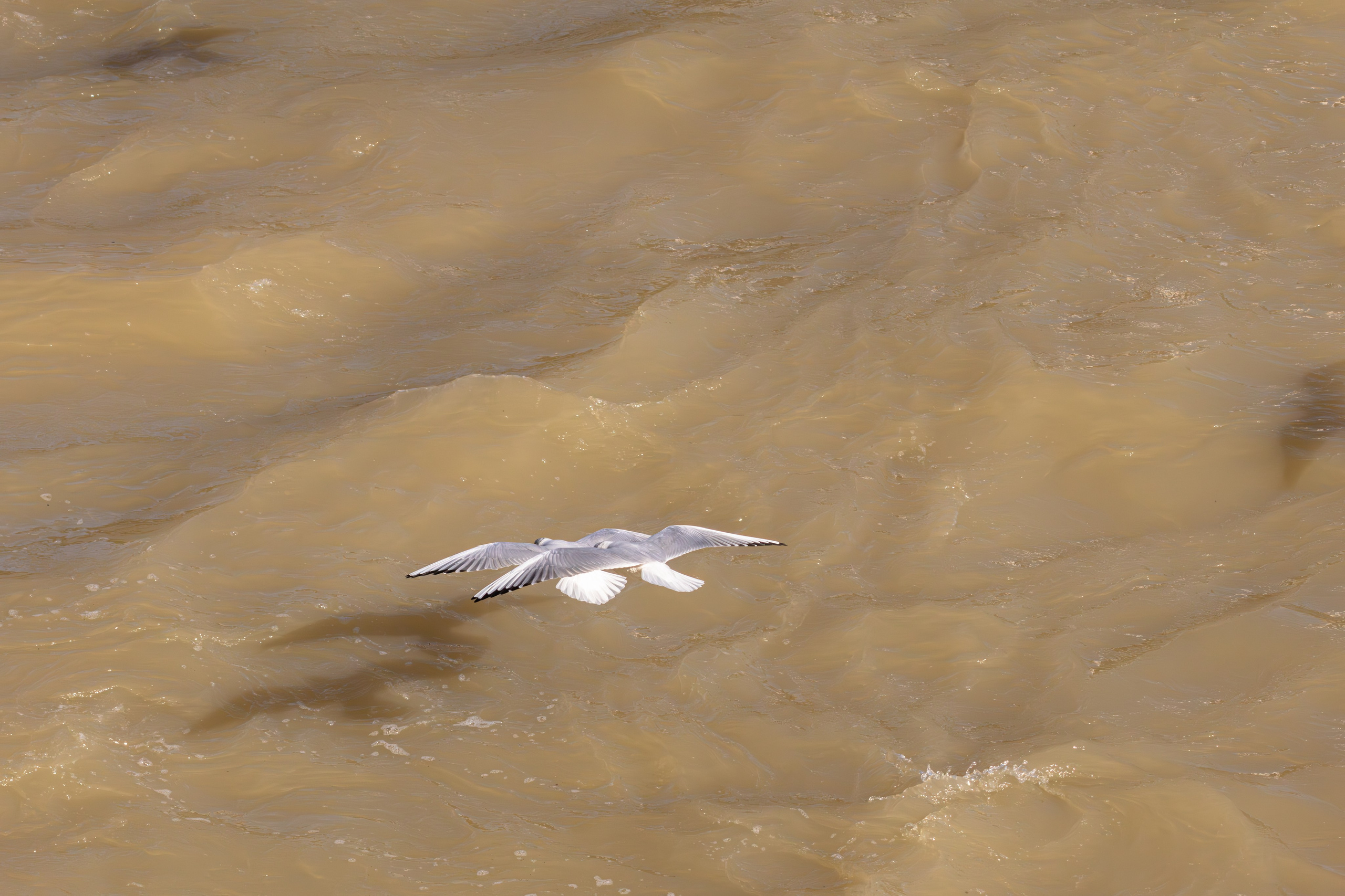 გასეირნება მტკვრის სანაპიროზე. FramefreeMan