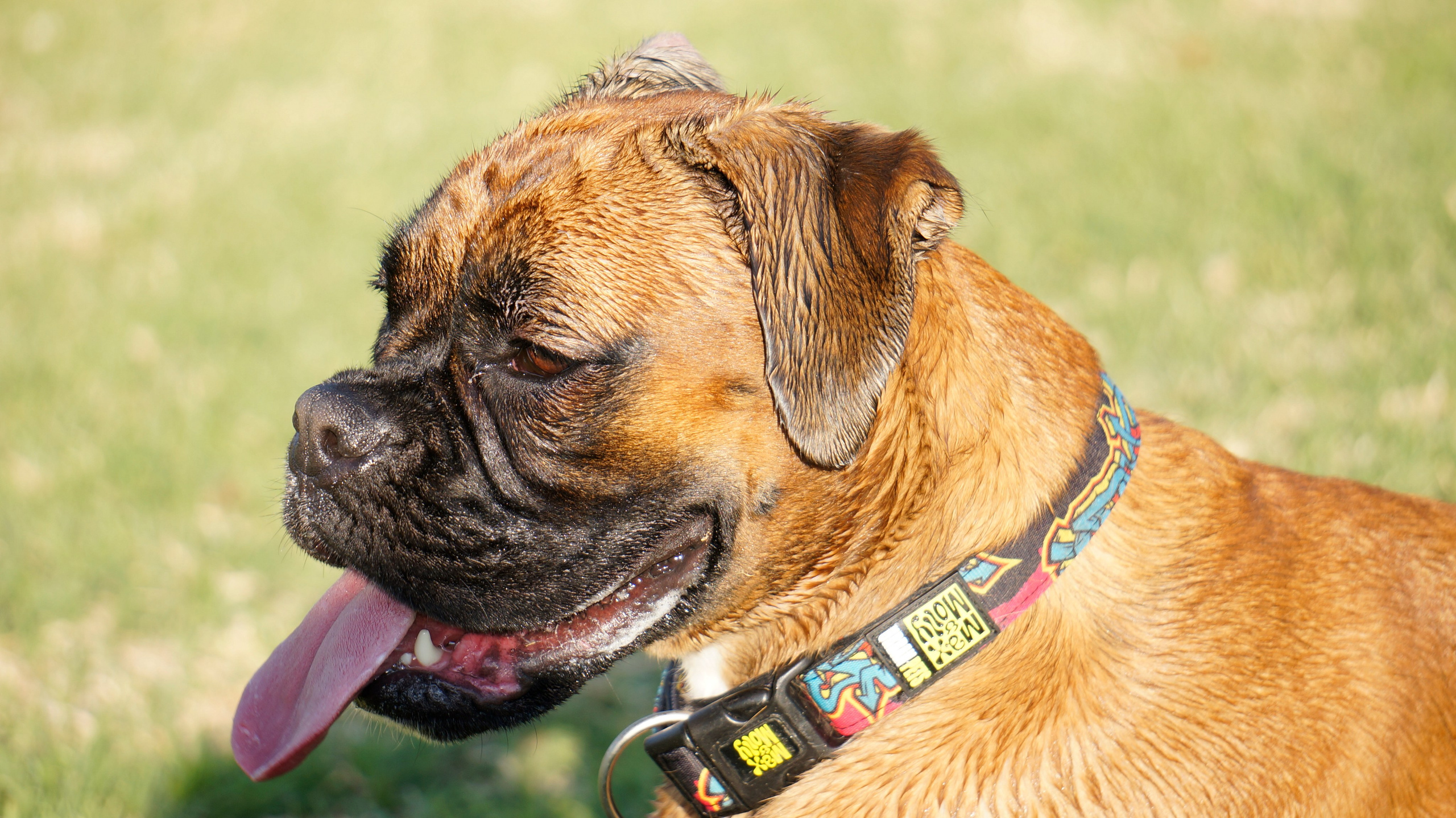 My ״Star״ Boxer Dog