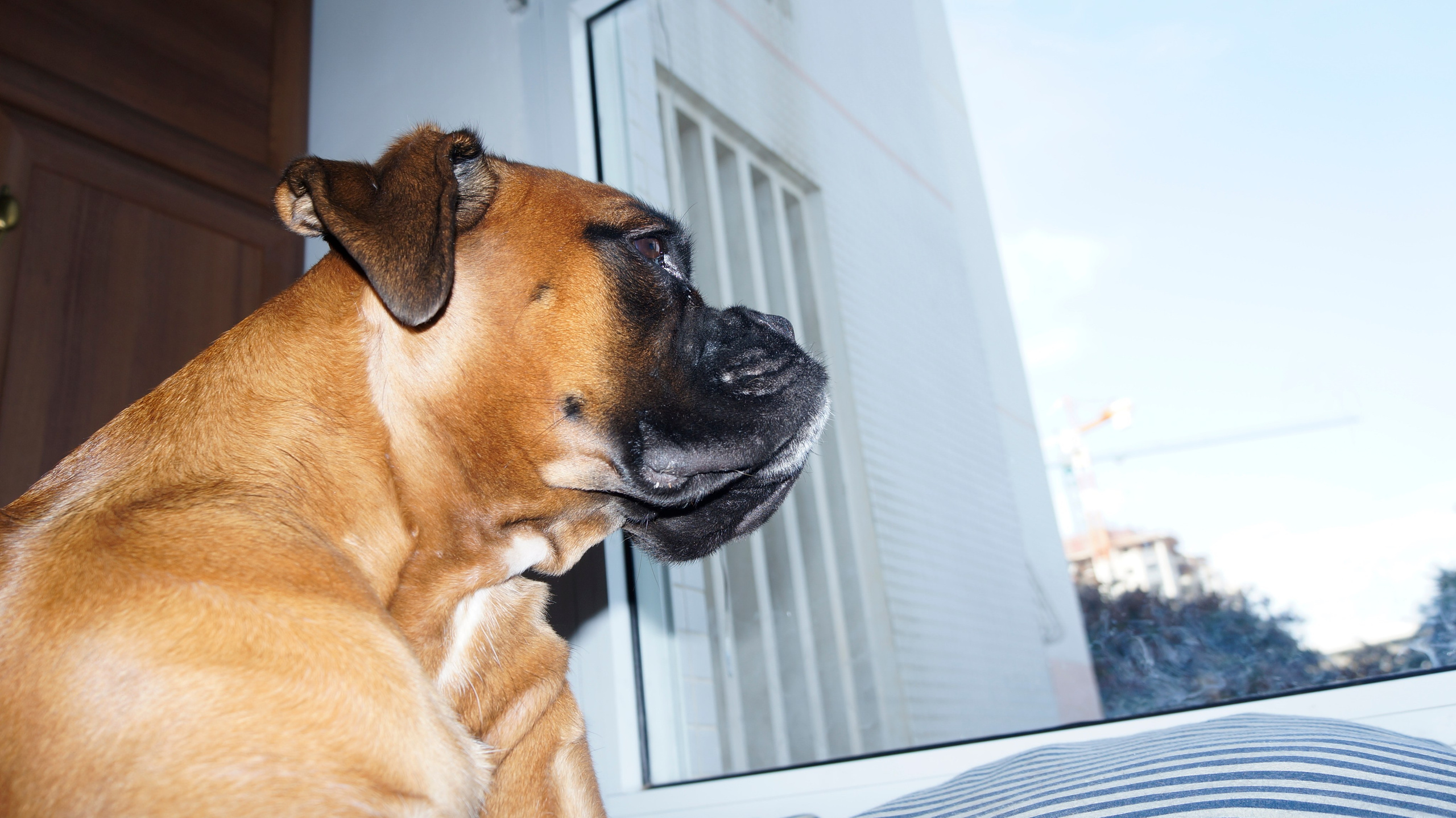 My ״Star״ Boxer Dog