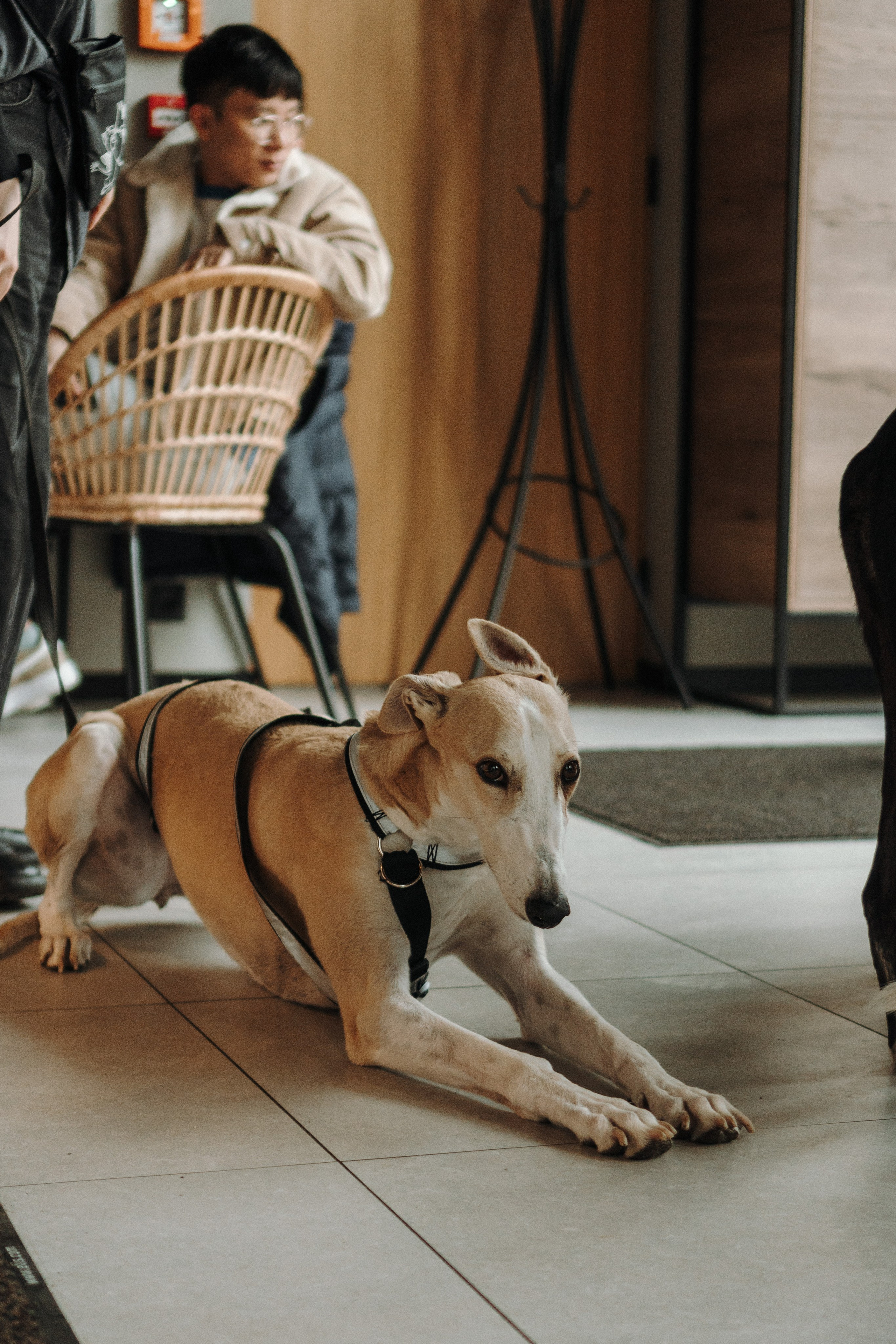 GalgoTreff / Mia Pagar 1 may, 2025. Kat Laisaar — Pet photographer in Tallinn