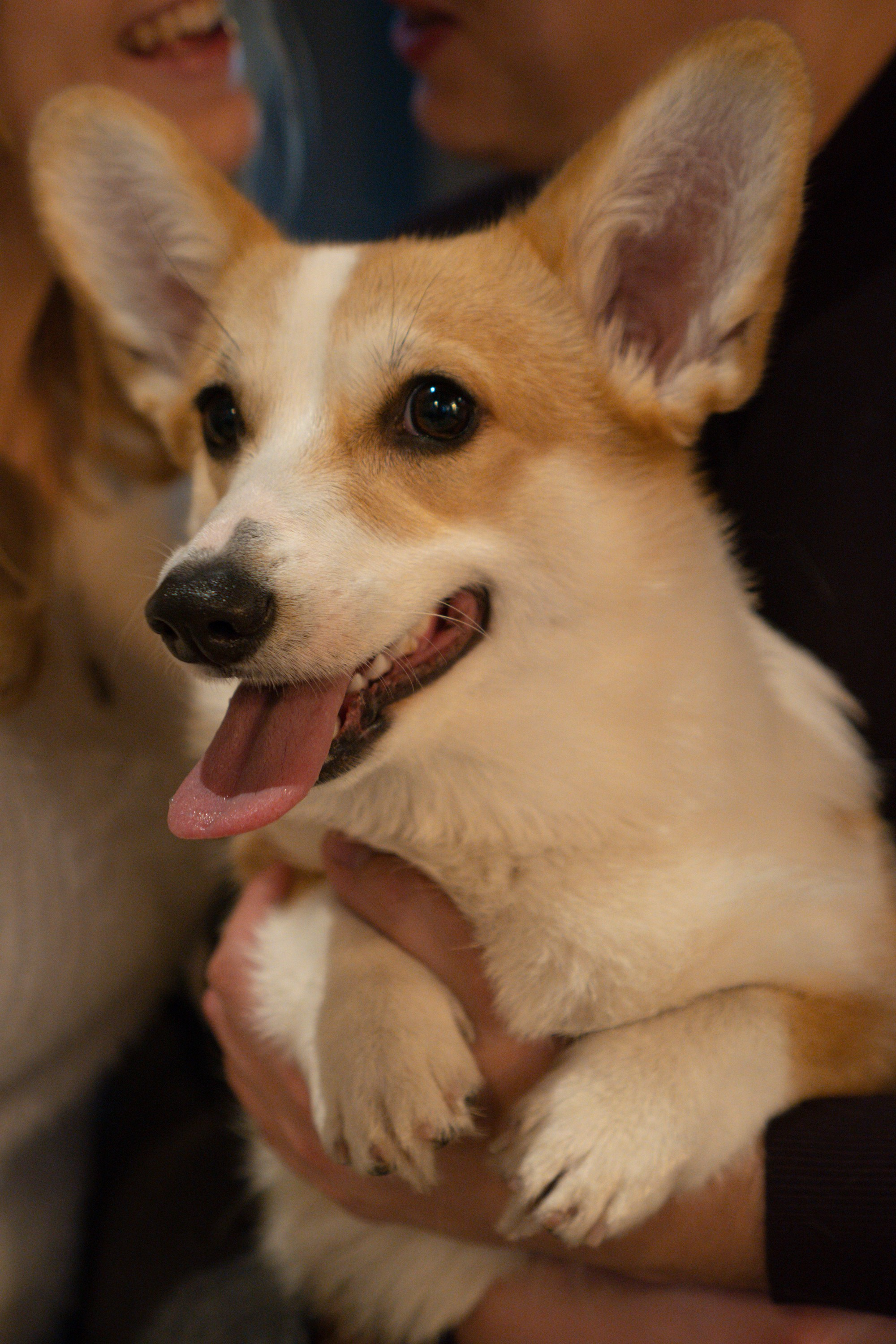 Maarika, Jegor and their Luna, Pembroke Welsh Corgi. Kat Laisaar — Pet photographer in Tallinn