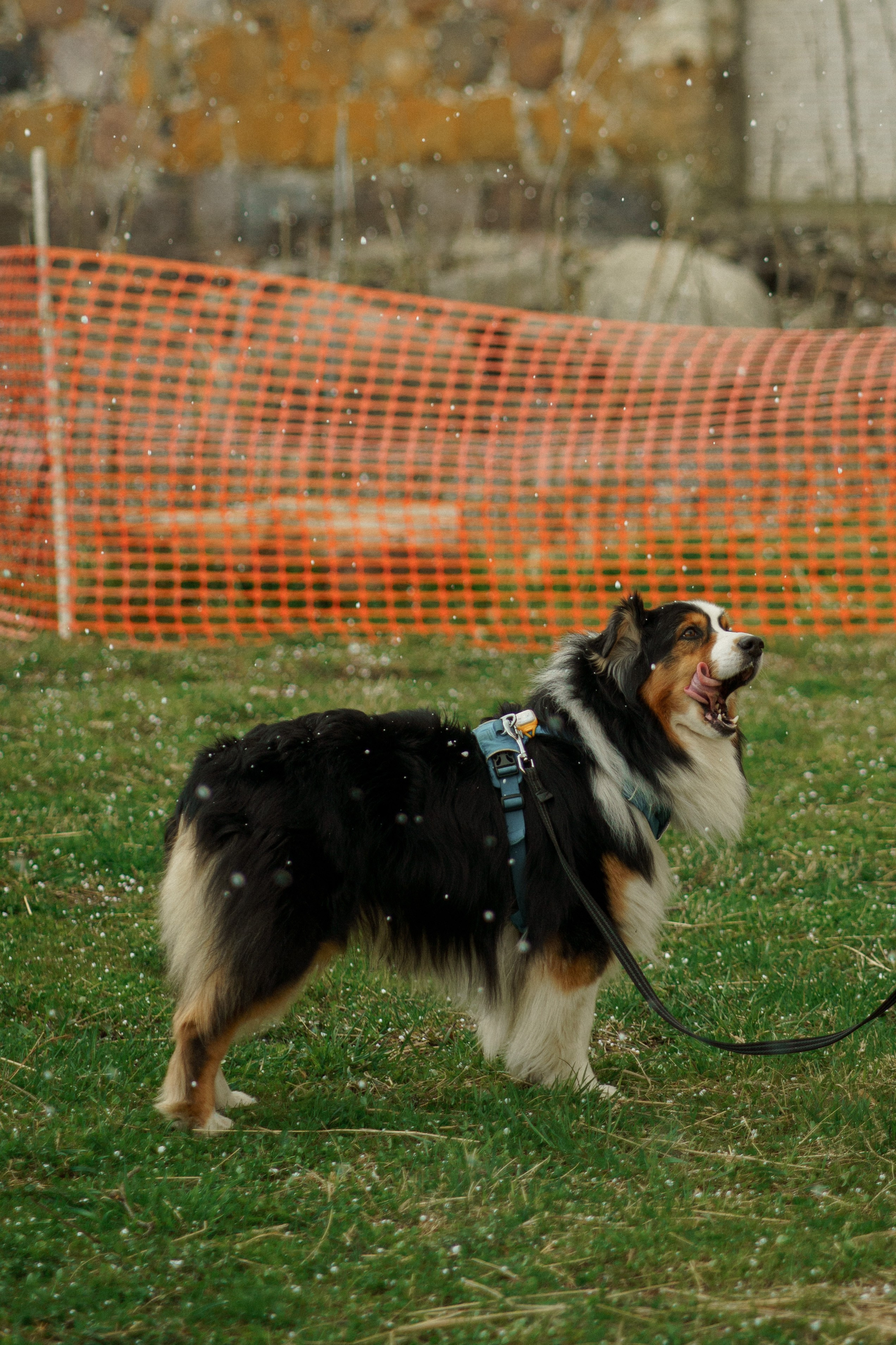 Herding Days, 26 apr. 2025. Kat Laisaar — Pet photographer in Tallinn