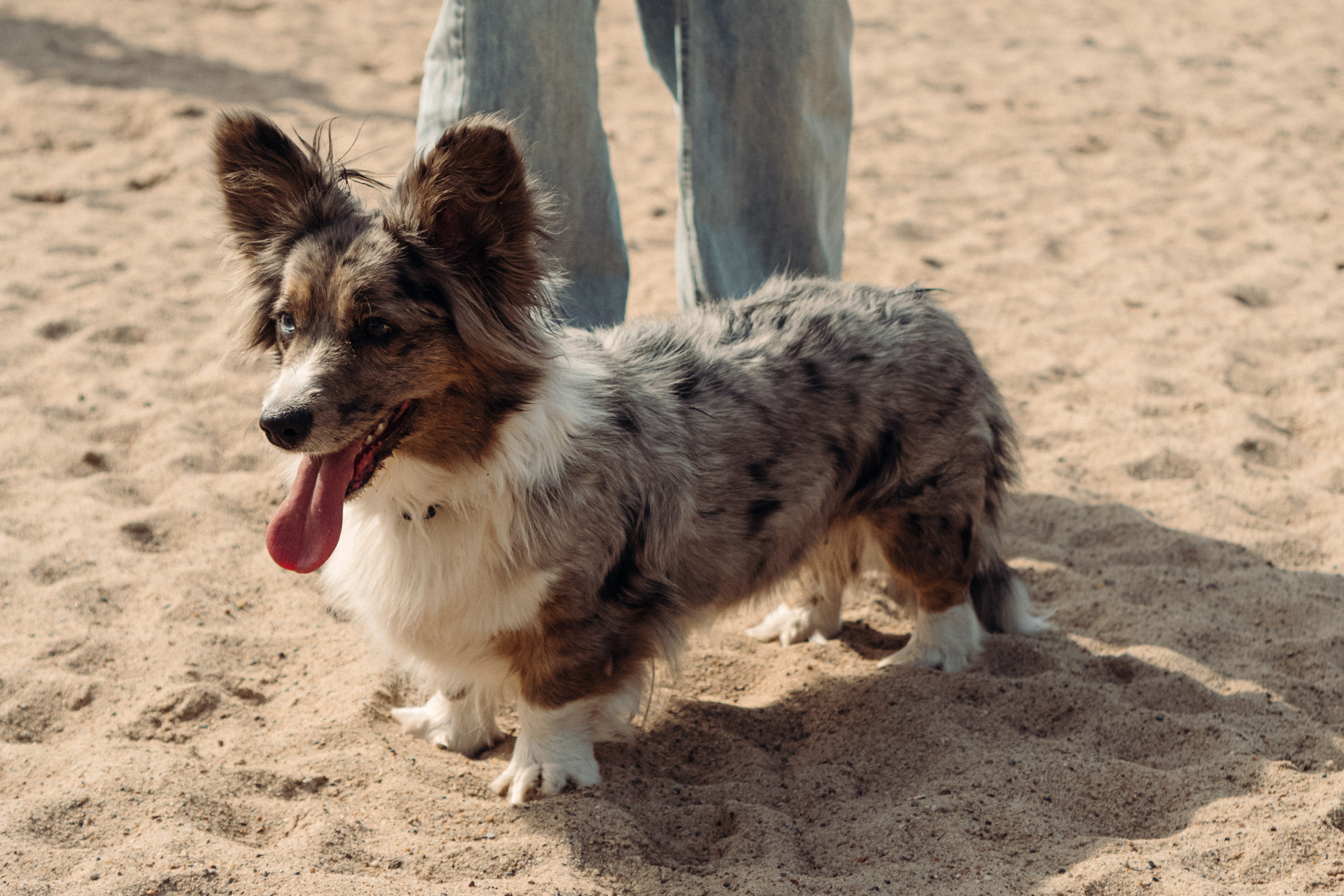 Corgi party, 18 apr. 2025. Kat Laisaar — Pet photographer in Tallinn