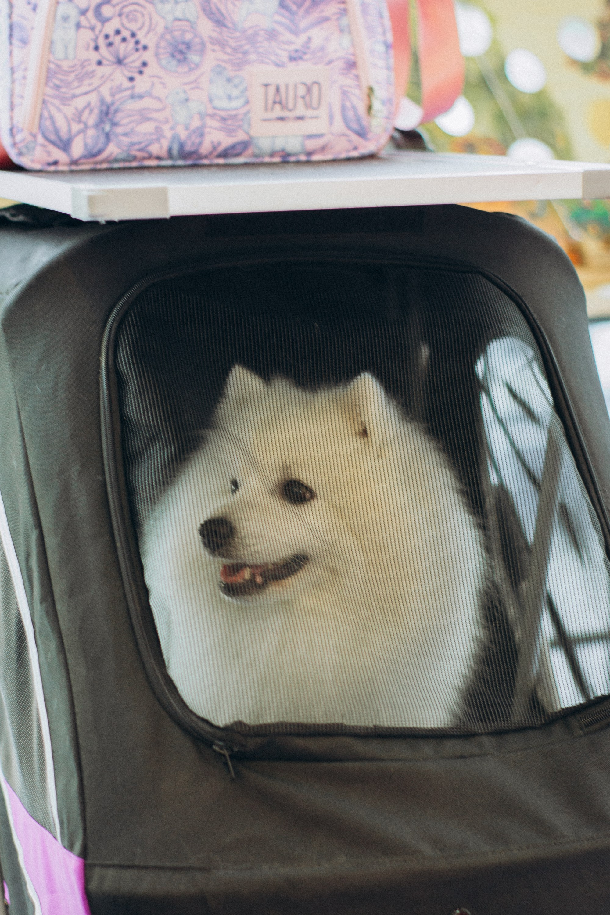 Rakvere Dog Show. Kat Laisaar — Pet photographer in Tallinn