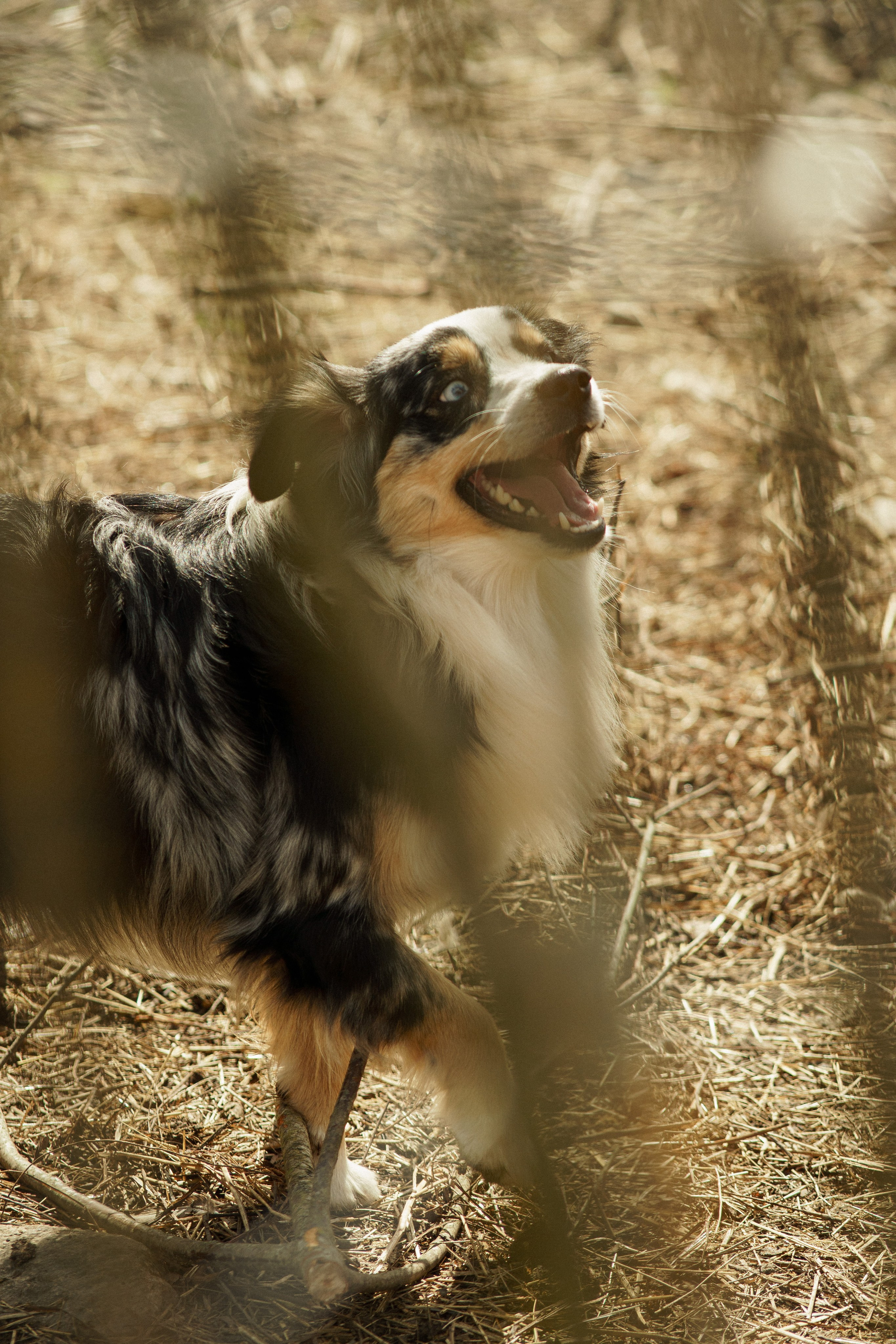 Herding Days, 26 apr. 2025. Kat Laisaar — Pet photographer in Tallinn