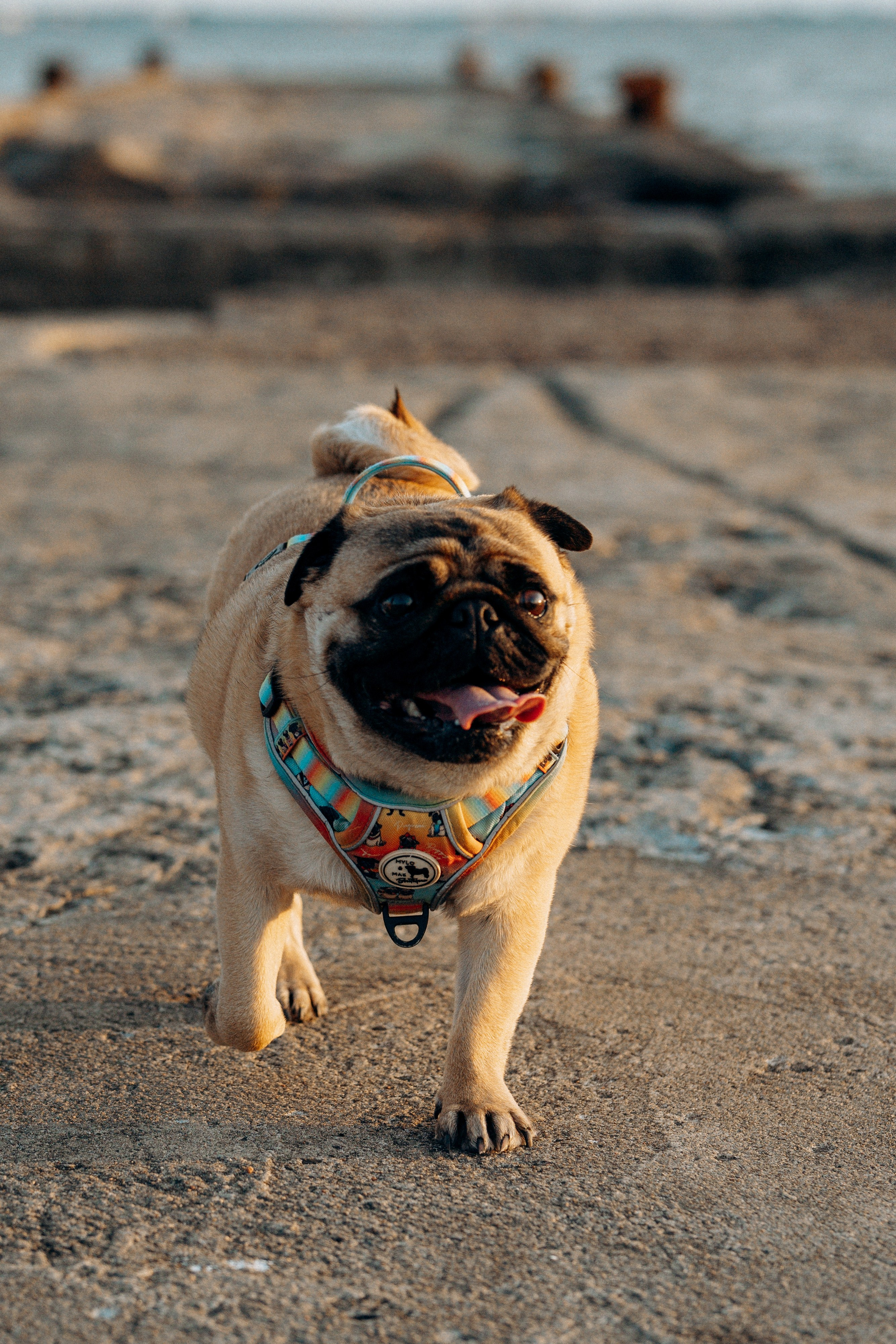 Frank, Tony, Katerina & Lev. Kat Laisaar — Pet photographer in Tallinn