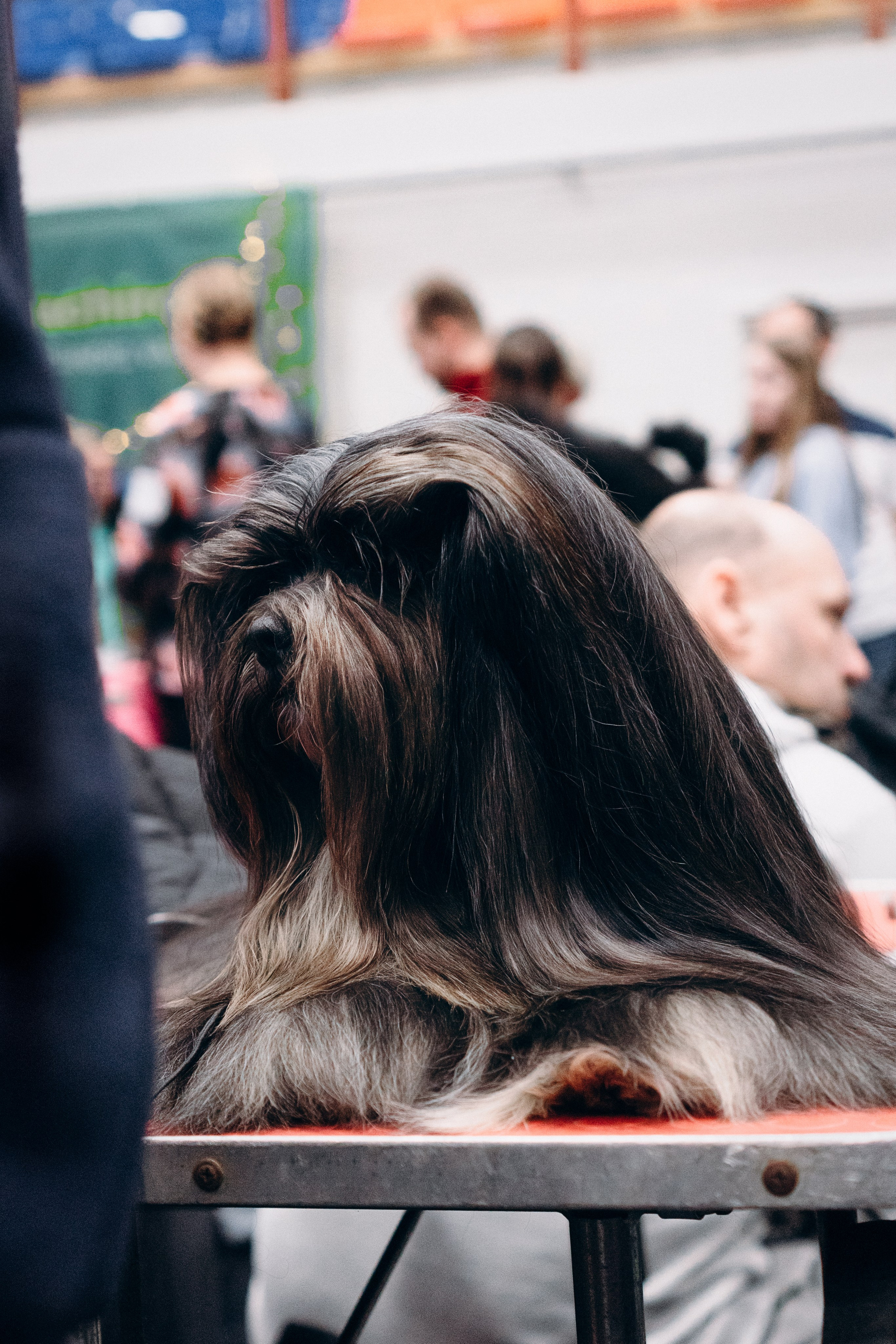 Pärnu dog weekend photo report. Kat Laisaar — Pet photographer in Tallinn