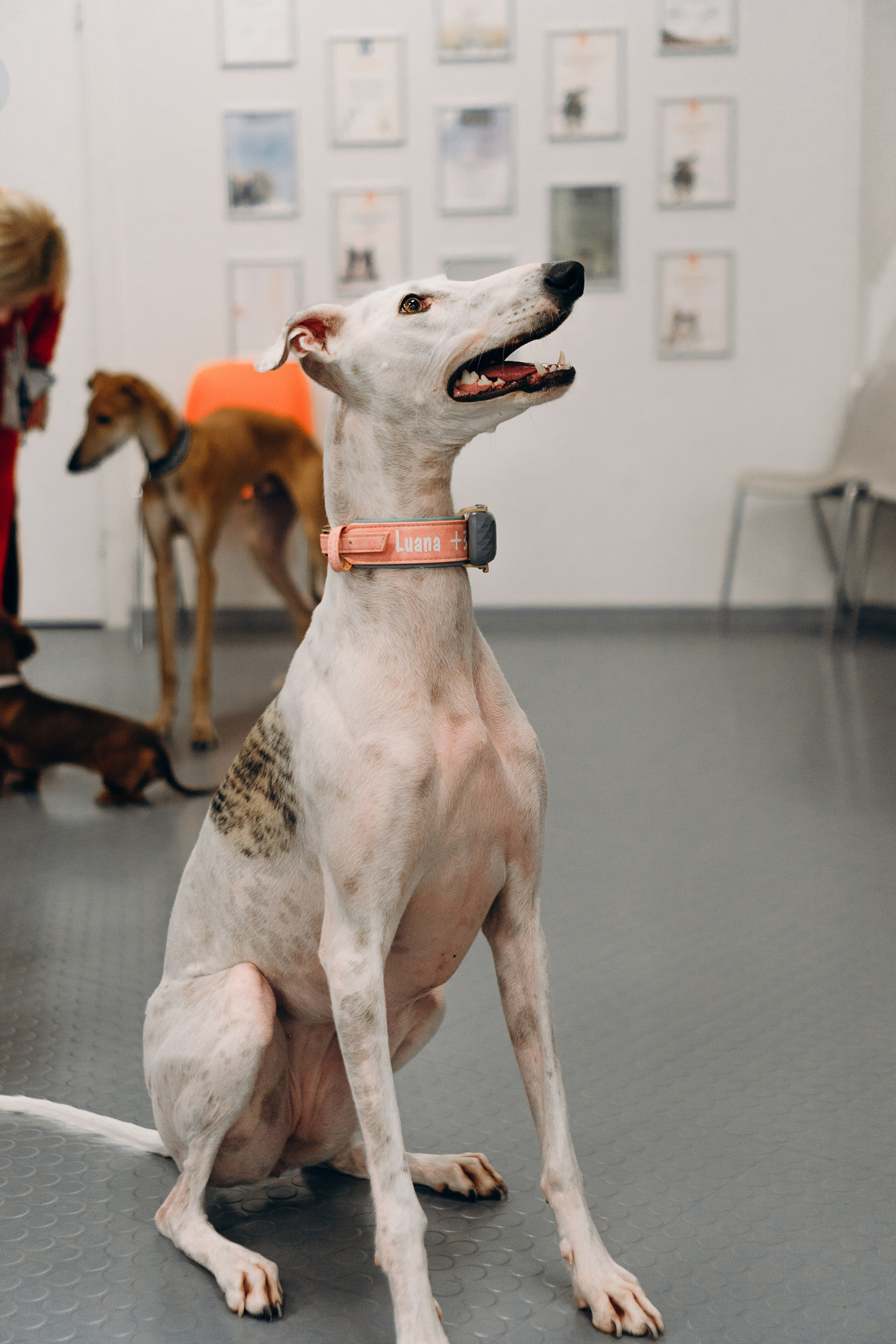 Galgotreff, 9 feb. 2025. Kat Laisaar — Pet photographer in Tallinn