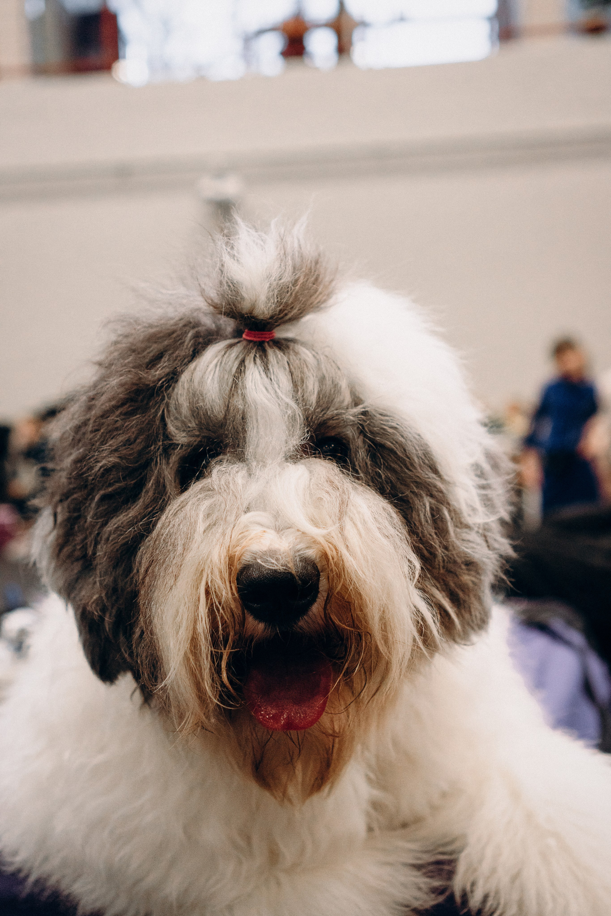 Pärnu dog weekend photo report. Kat Laisaar — Pet photographer in Tallinn