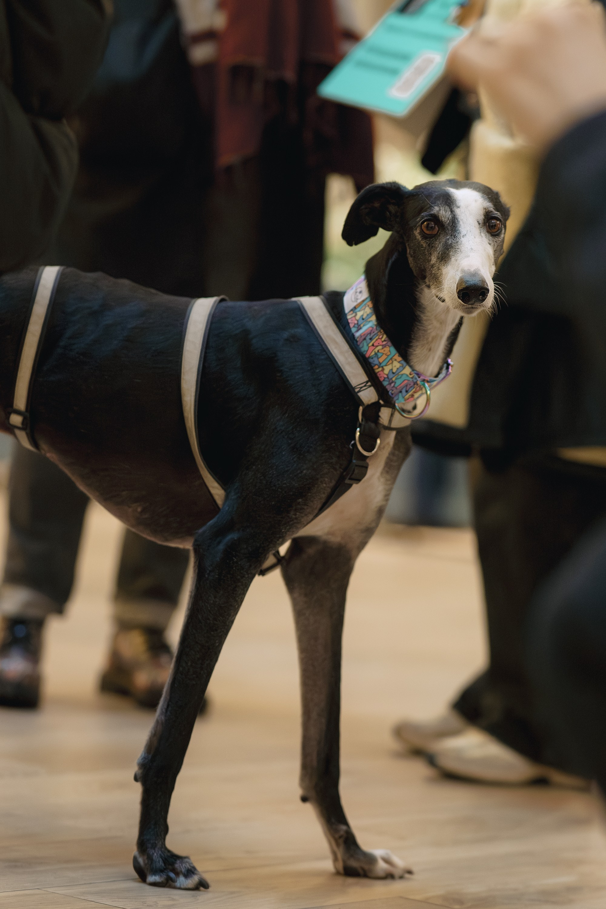 GalgoTreff / Solaris keskus 16 november. Kat Laisaar — Pet photographer in Tallinn