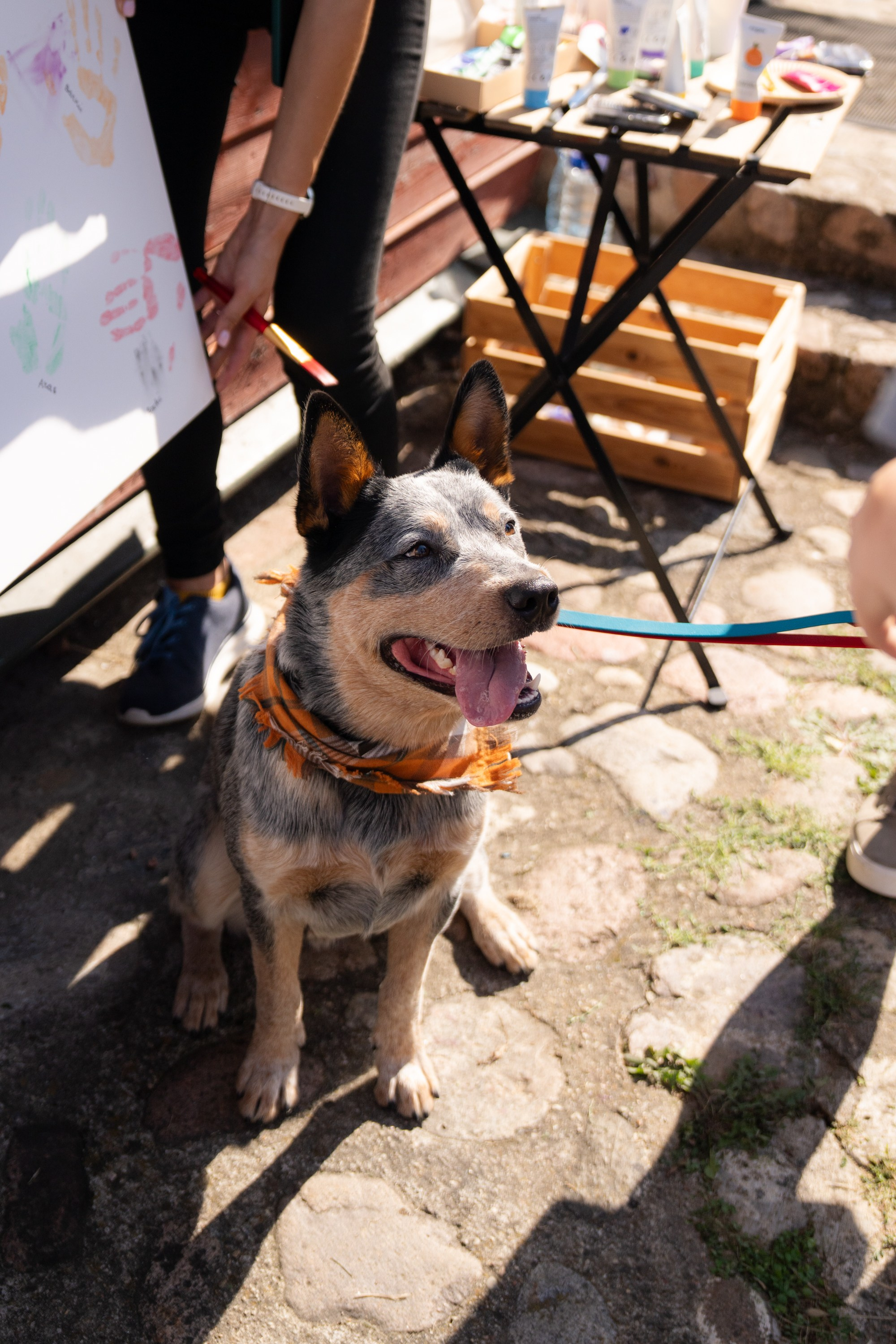 Heppi Dogo fest 2025. Vita Klimaševska ○ Fluffy Soulmate Photography