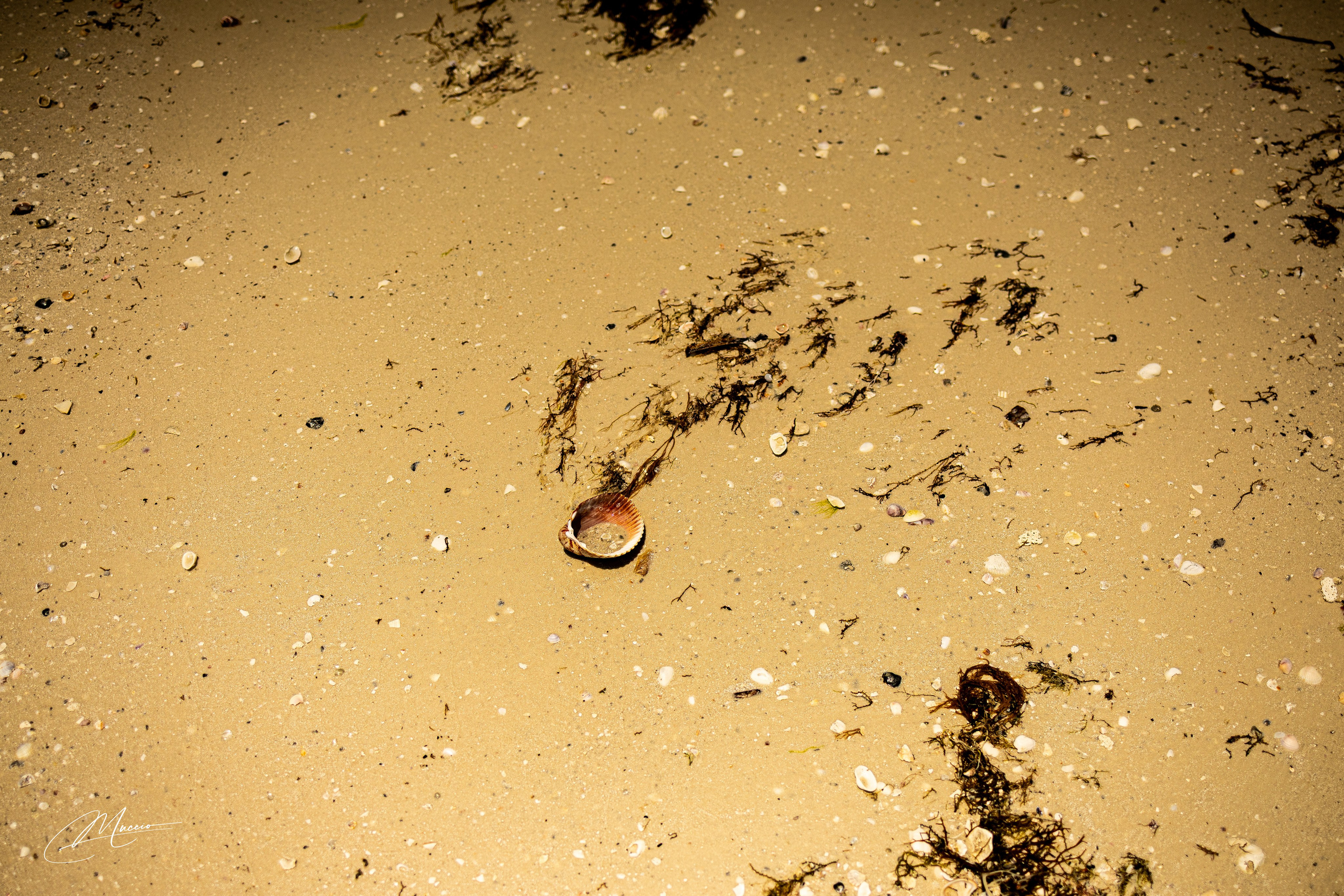 Florida Man — Fort Myers Walkabout. Out and About 239