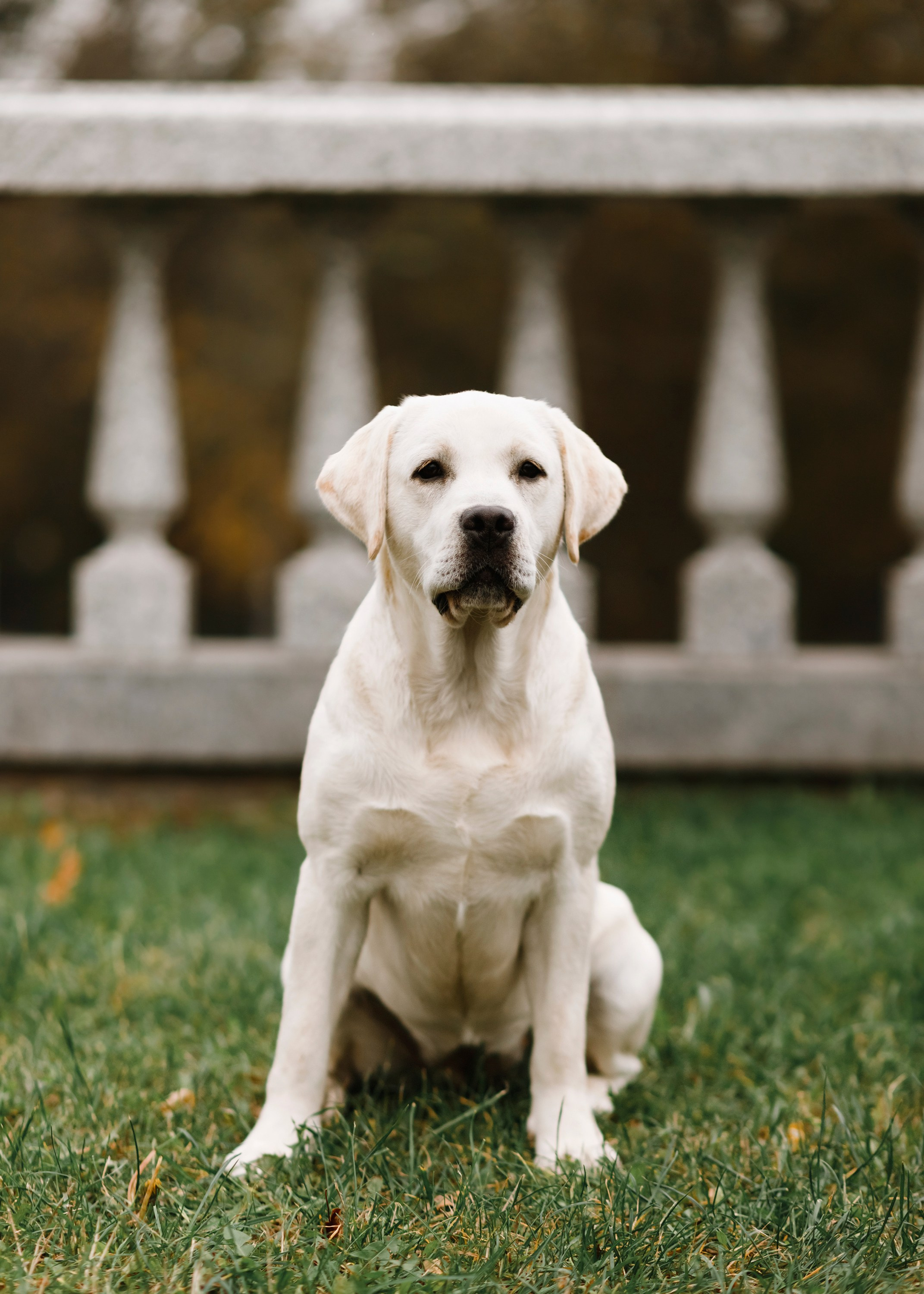 Tatiana & Tessa. Kaja | fotograf we Wrocławiu | ludzie i psy