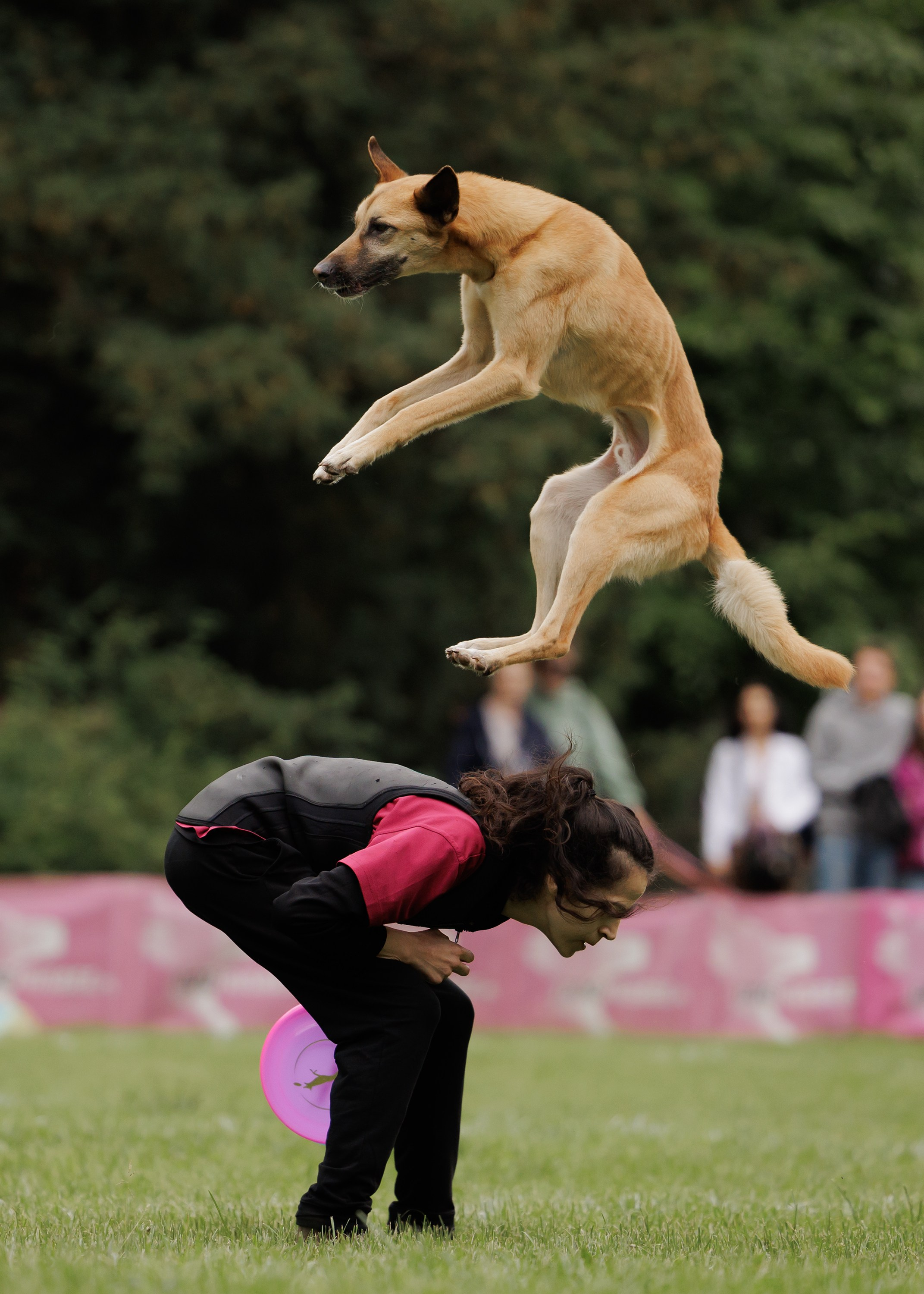 Latające psy, Wrocław'25. Kaja | fotograf psów we Wrocławiu
