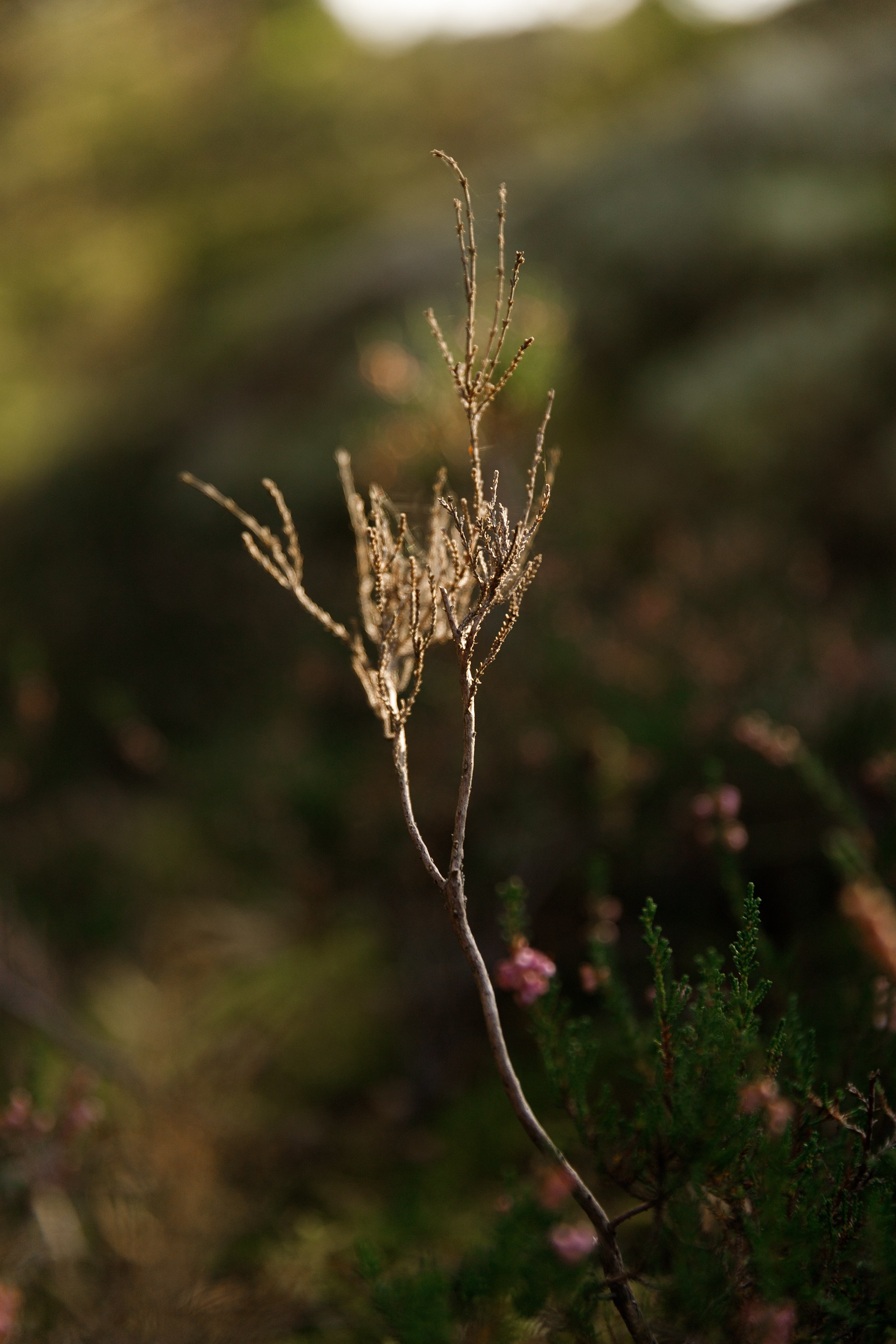 Turku. Kaja | fotograf psów we Wrocławiu