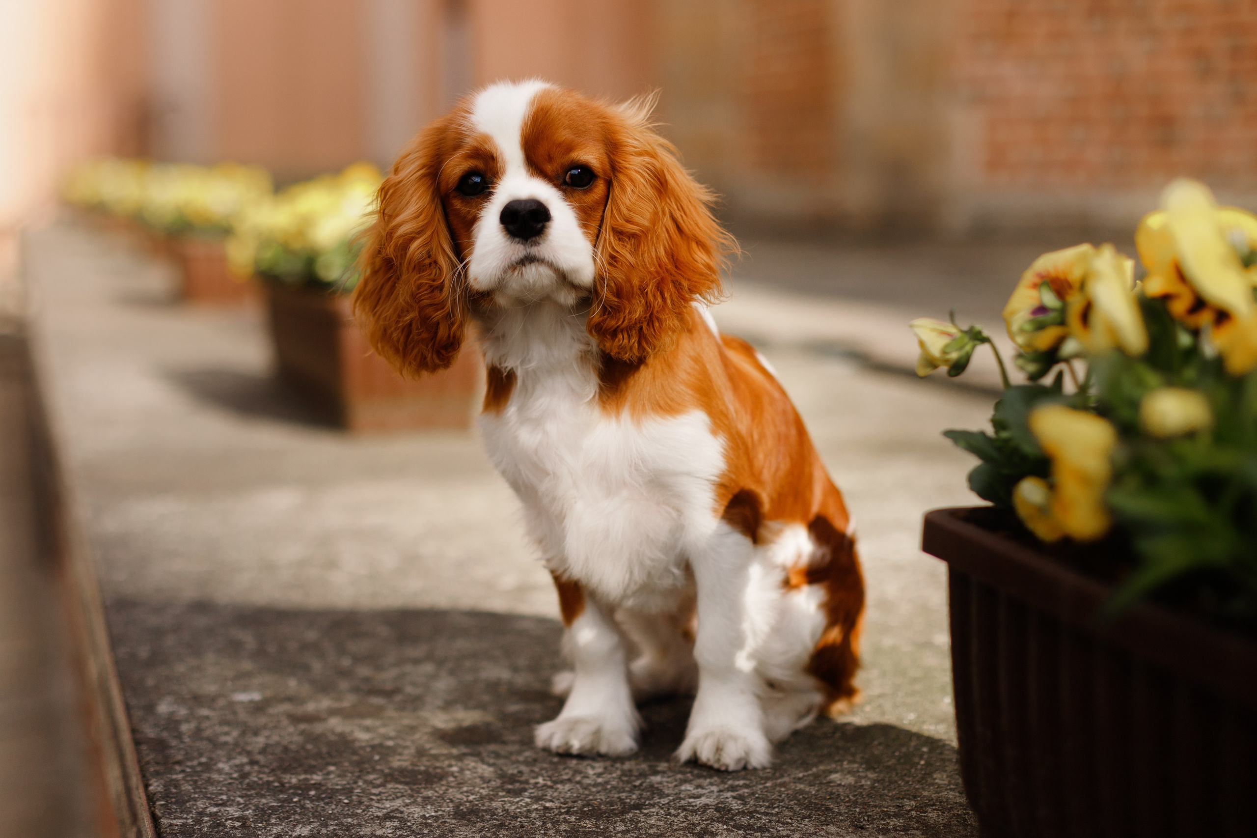 Uliana i Franklin. Kaja | fotograf we Wrocławiu | ludzie i psy