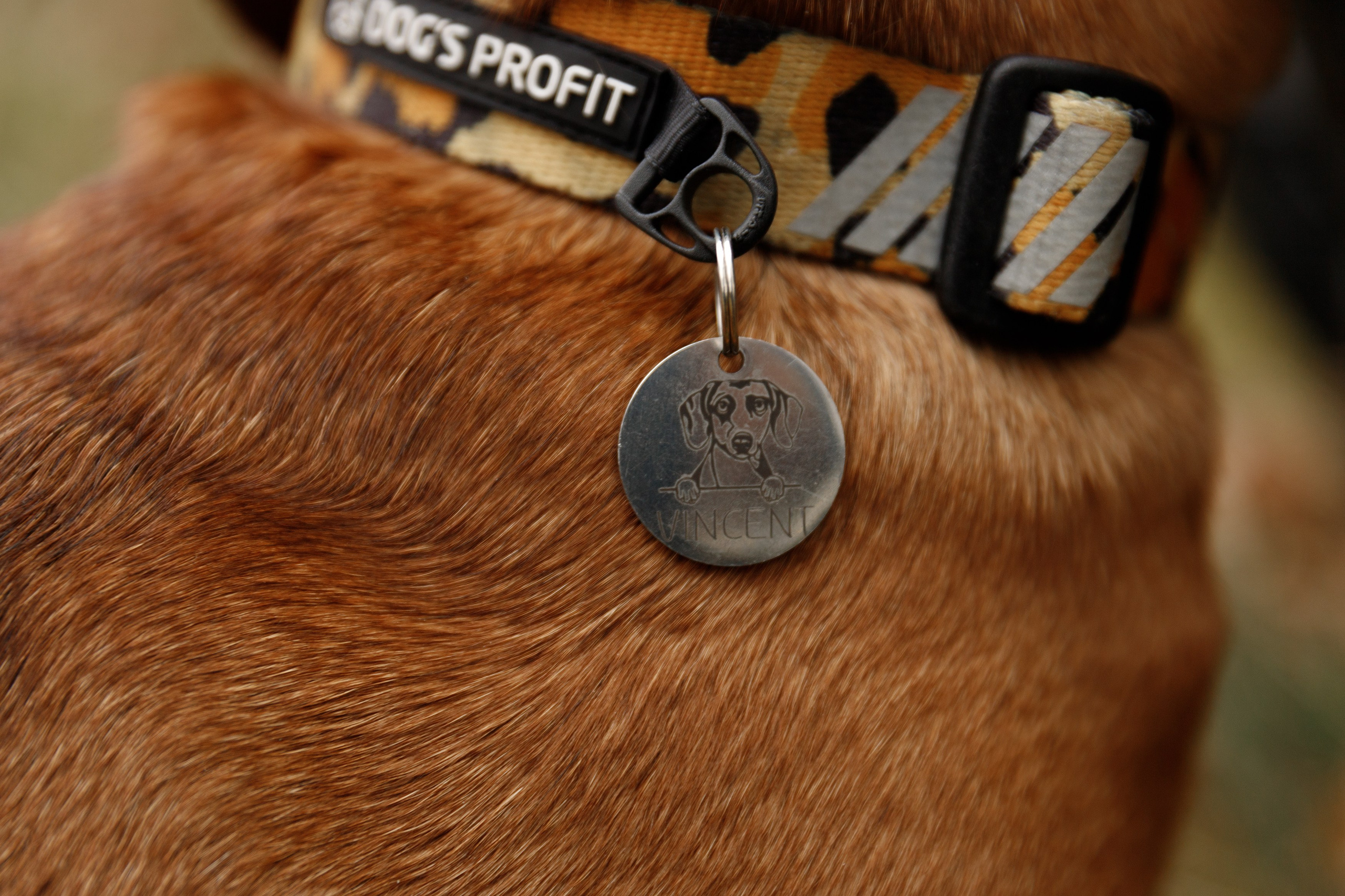 Ania, Franek & Vincent. Kaja | fotograf psów we Wrocławiu