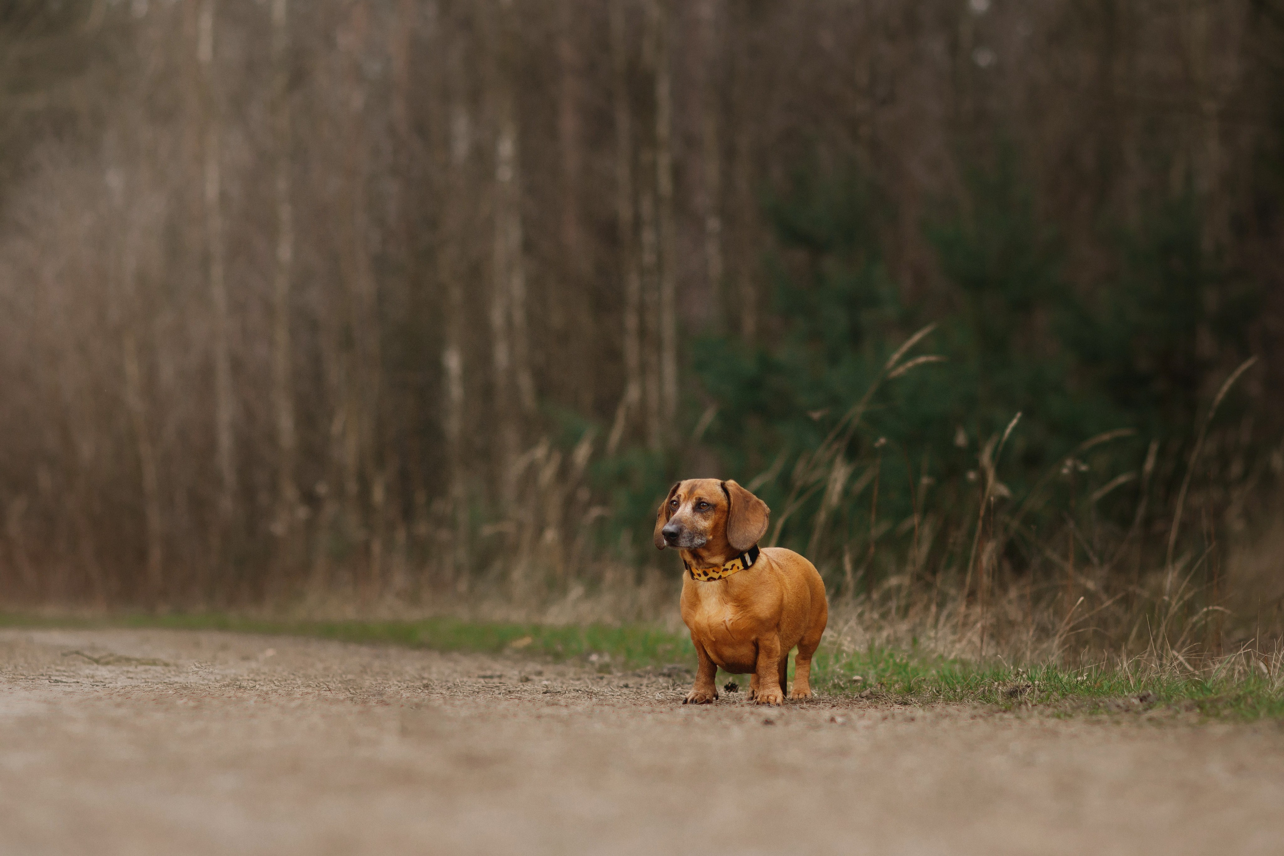 Ania, Franek & Vincent. Kaja | fotograf psów we Wrocławiu