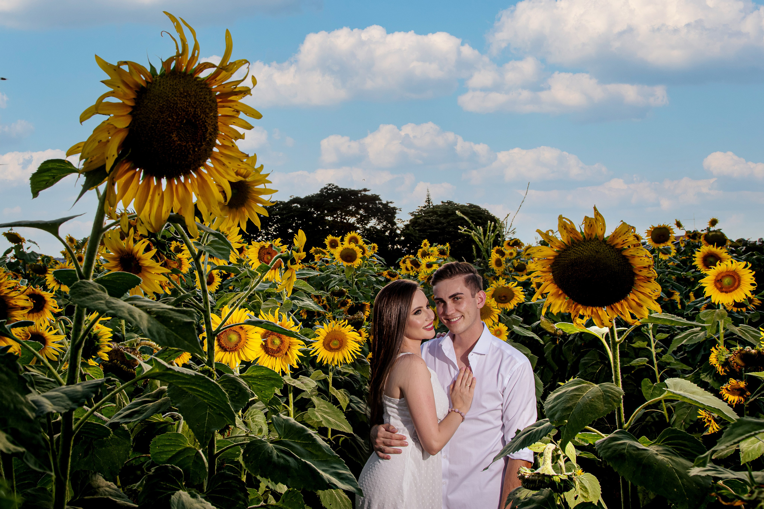 Ensaio Holambra. Tela cheia