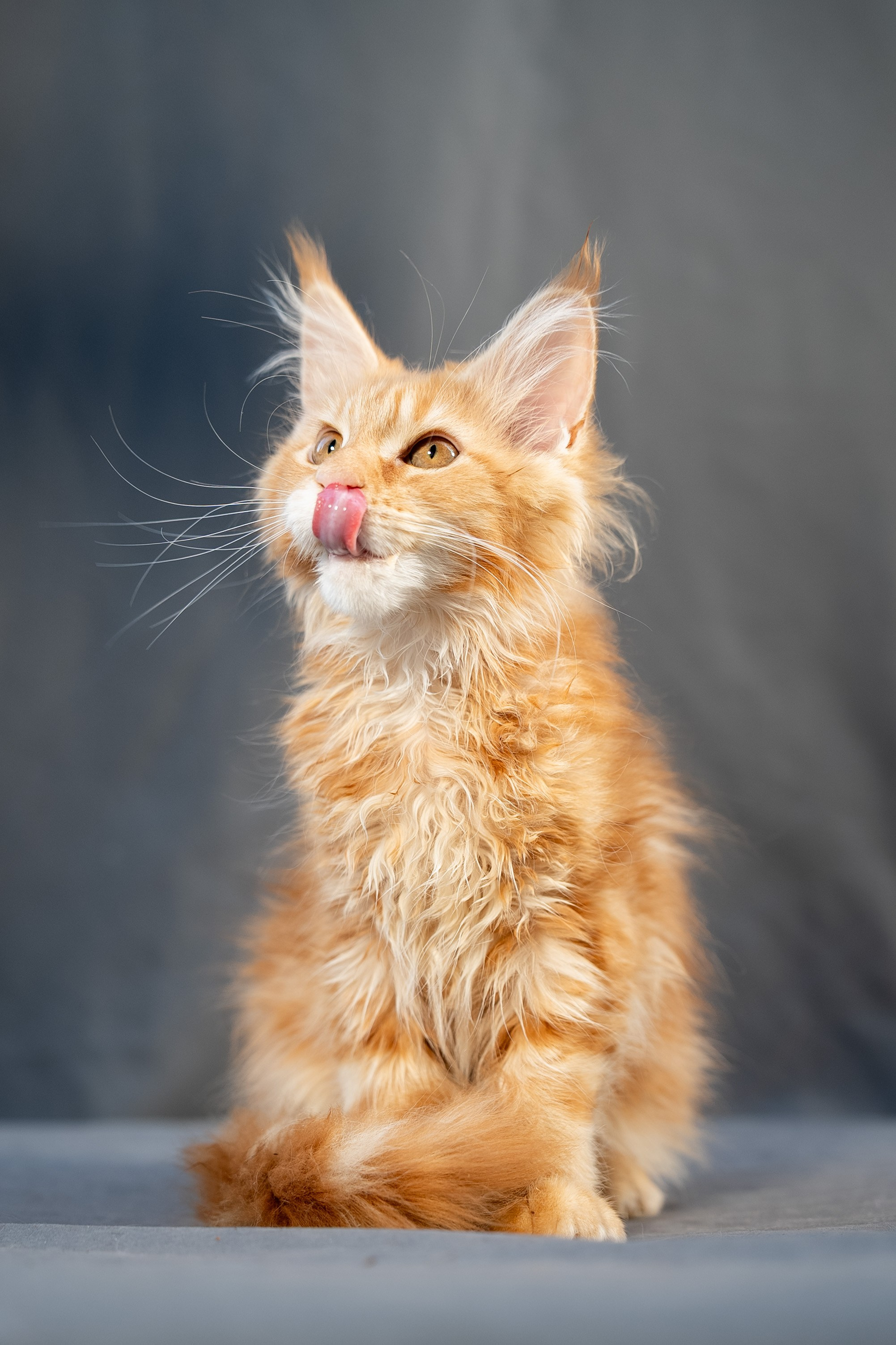 Senator Freya. Senator Cat — Maine Coon cattery