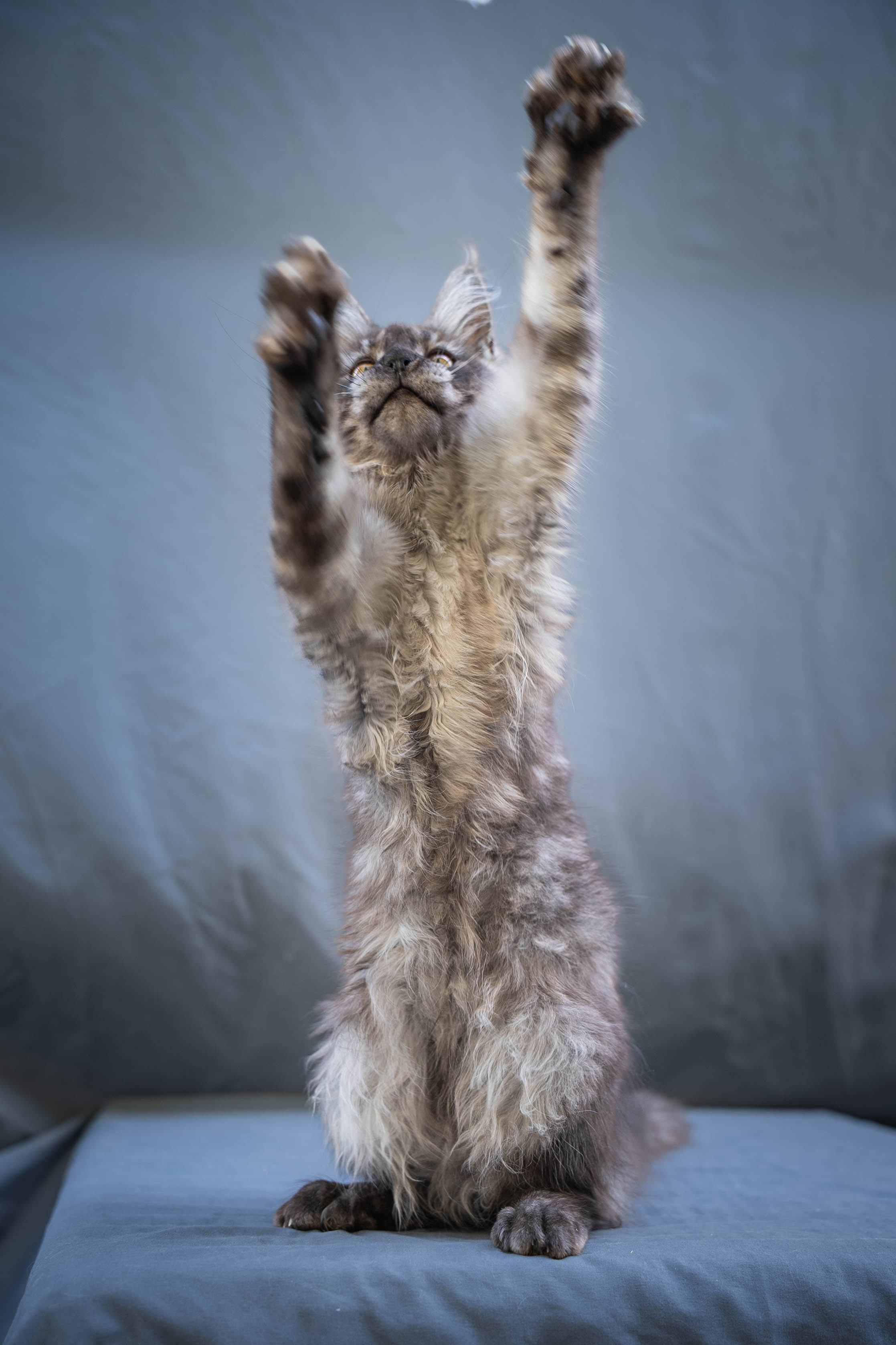 Senator Wilda. Senator Cat — Maine Coon cattery