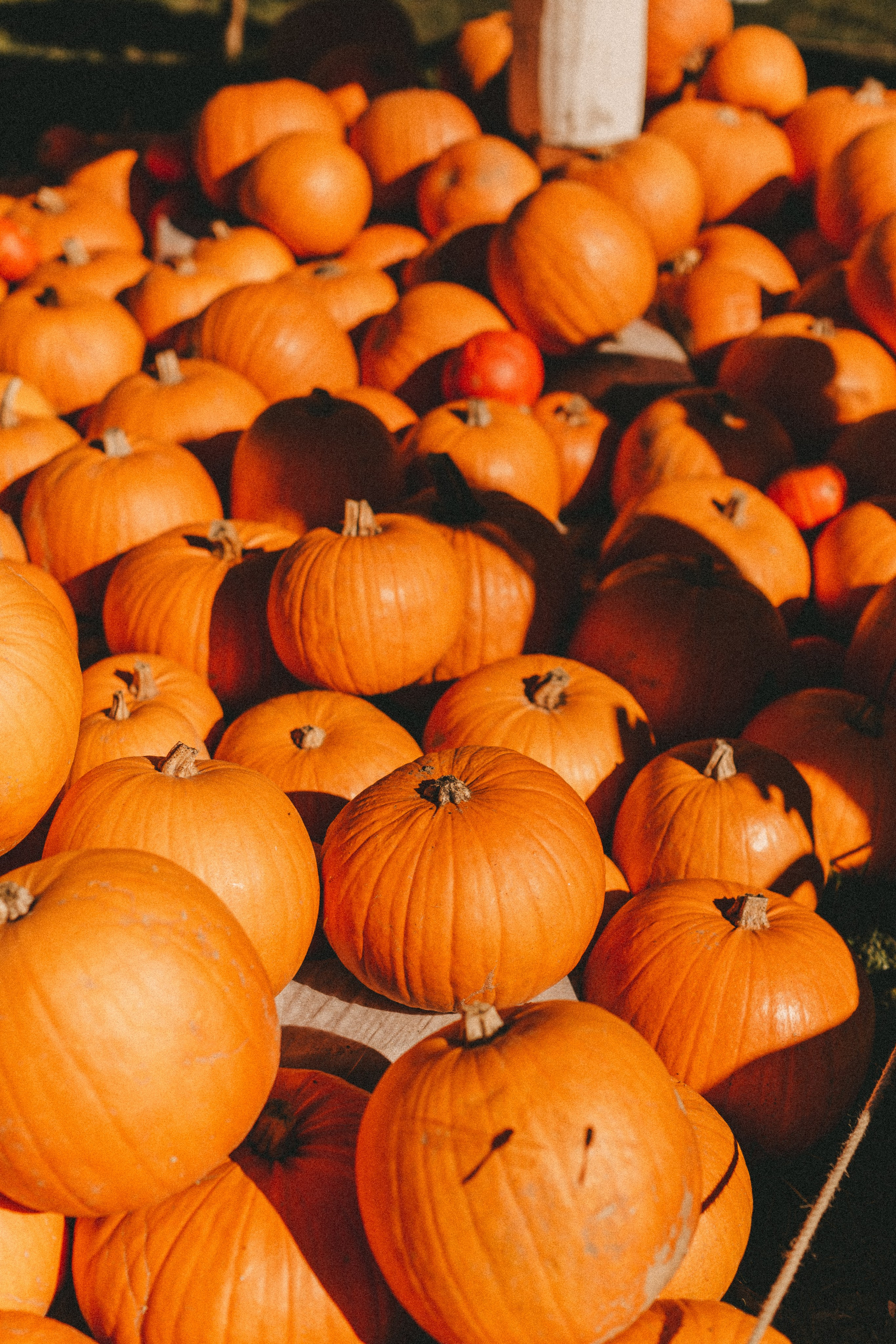 Фестиваль тыкв в Людвигсбурге. Фотограф в Германии — Мария Чистякова