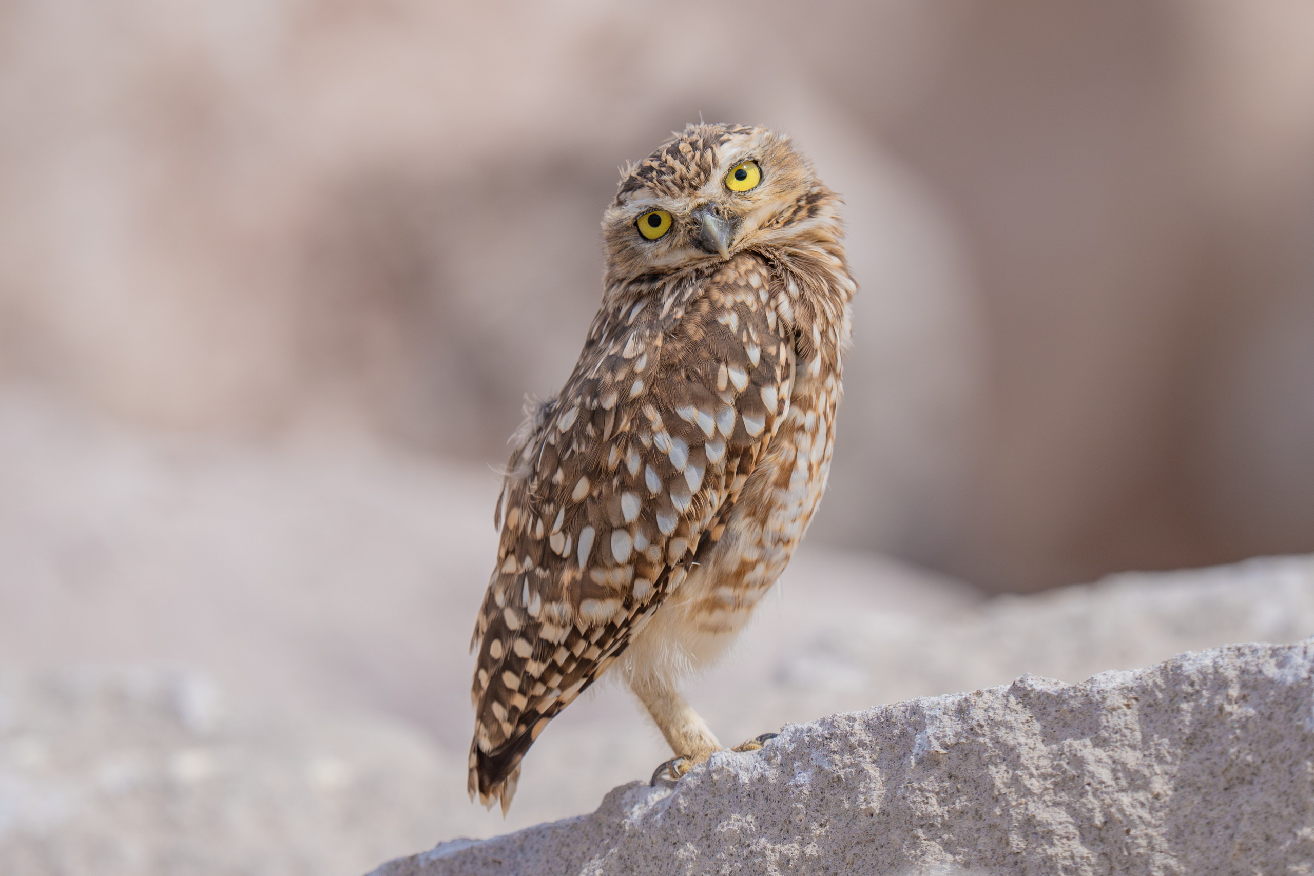 Buhos. Nature photographer Yuri Soria-Galvarro