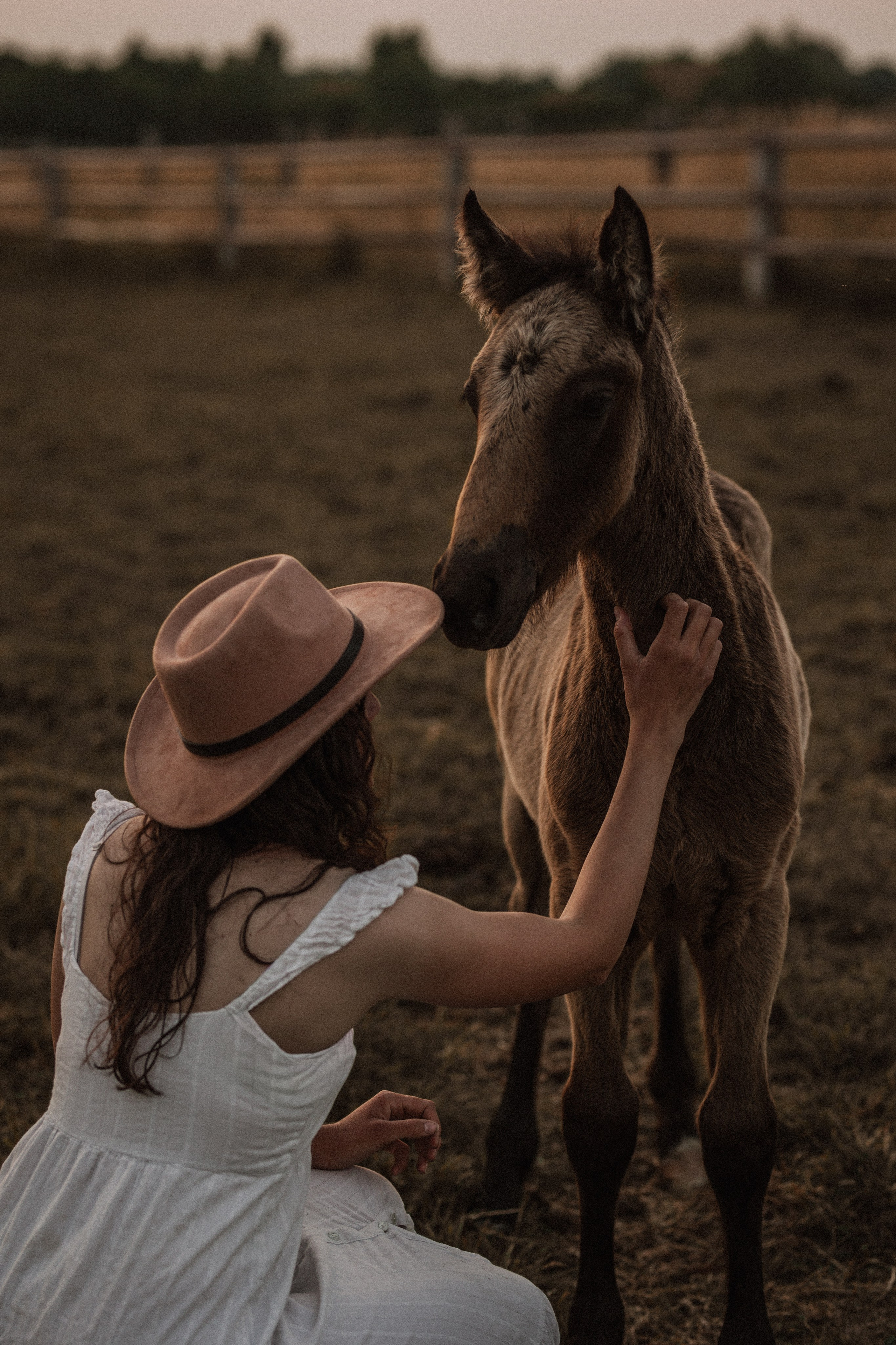 Naissance d’un poulain shoot 