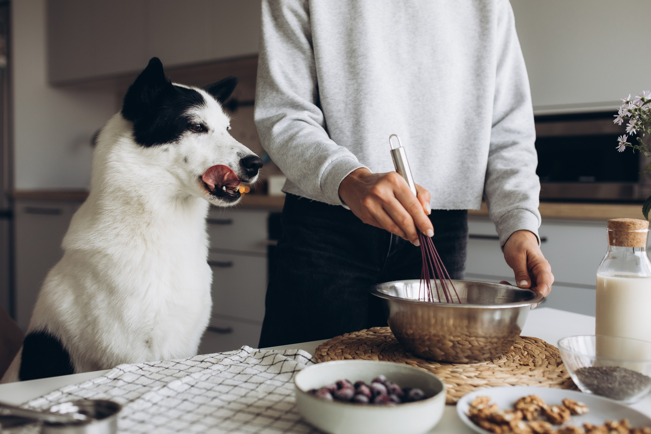 Kate&Tesla. Семейный фотограф в Кишинёве Пулькина Ольга