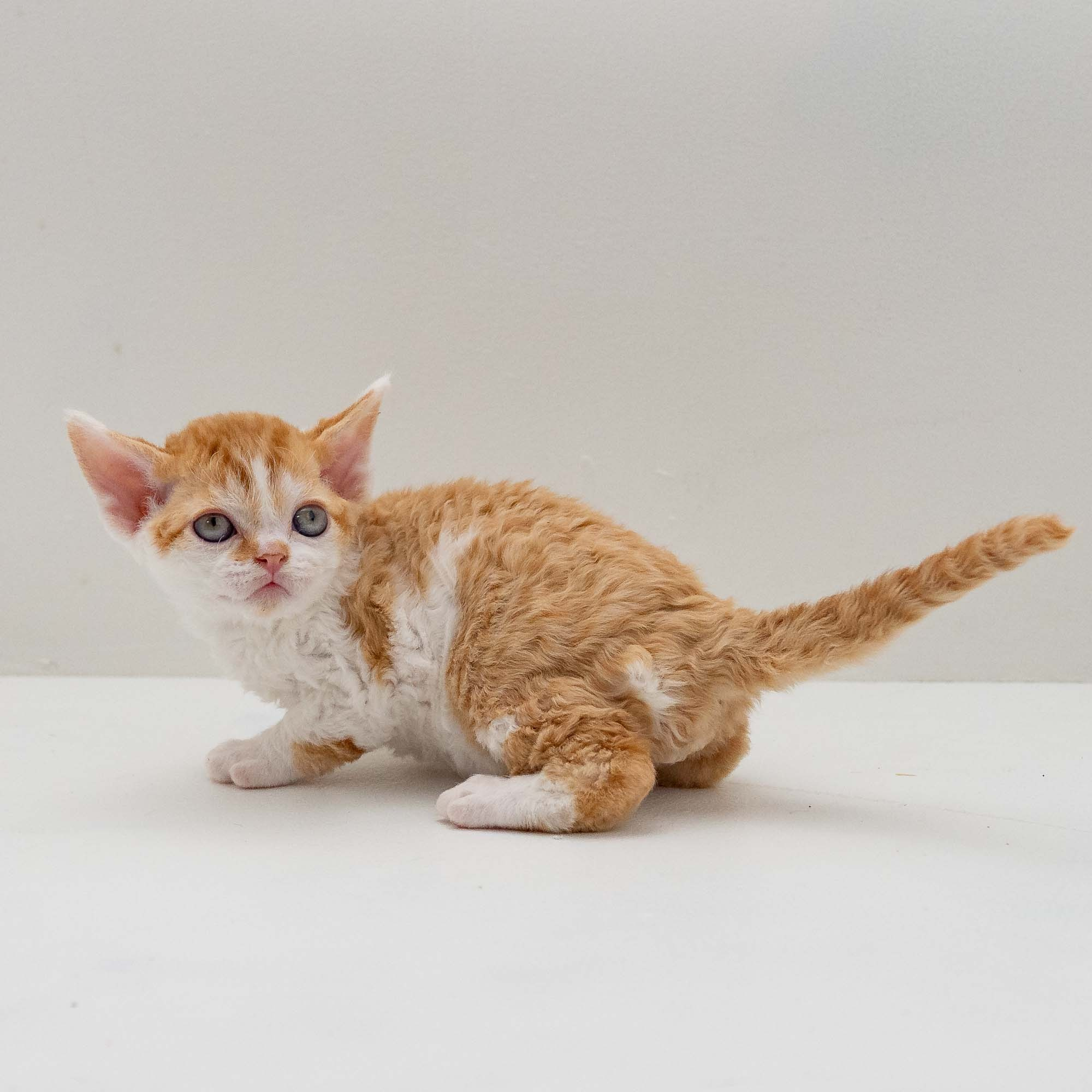 Gary,  boy, born on 01.18.25. Devon Rex Pixie Cattery