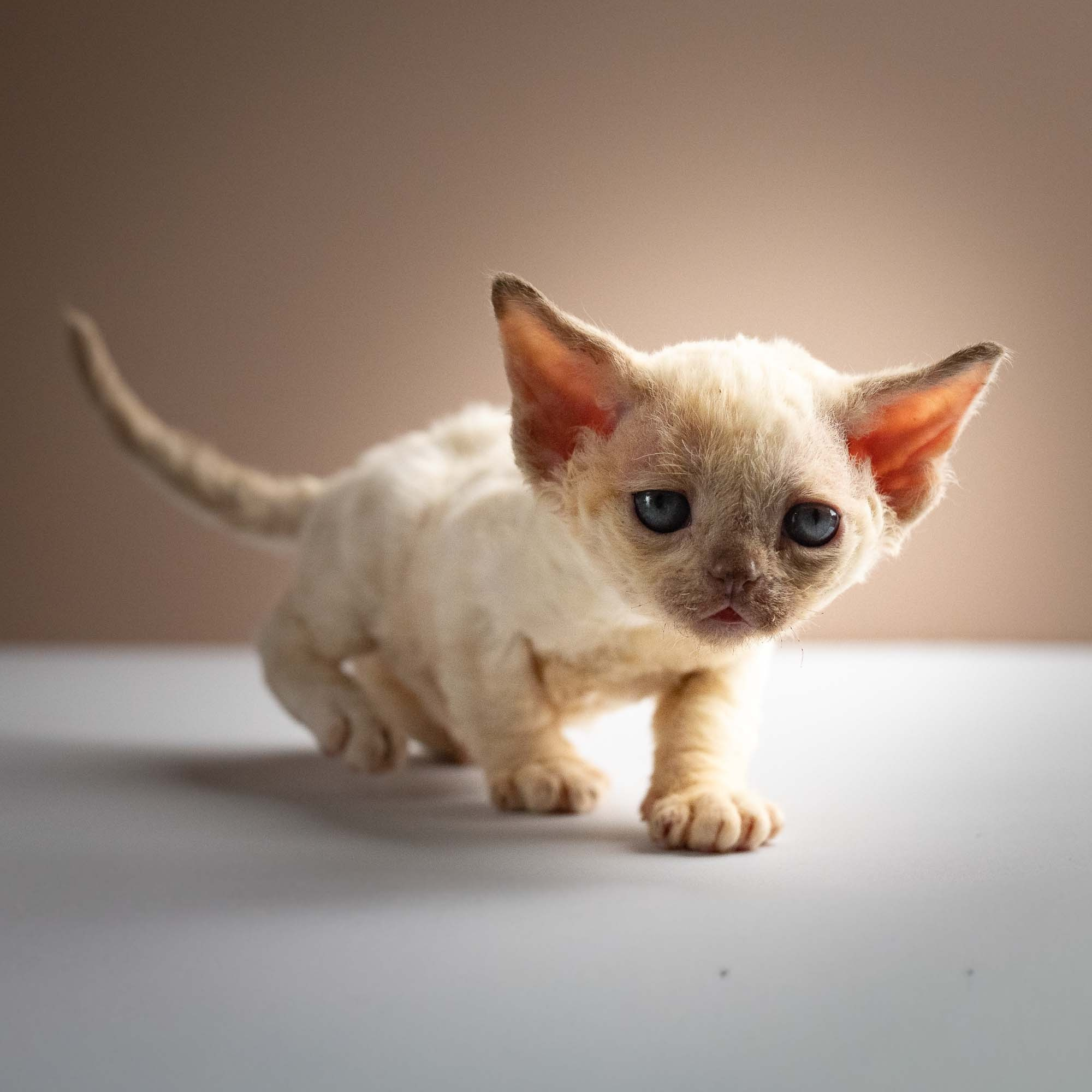 Rosalie,  girl, born 05.08.26. Devon Rex Pixie Cattery