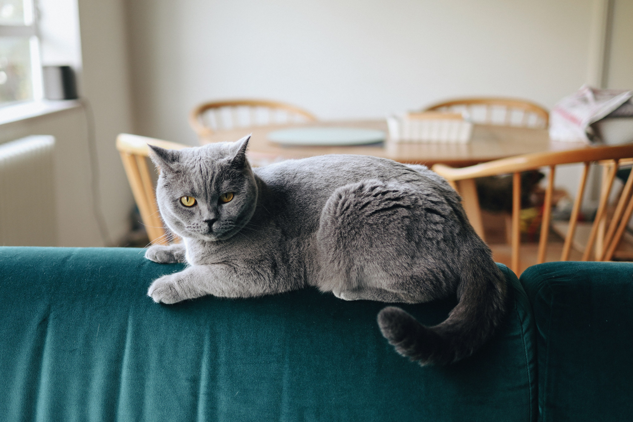 Robin. Newborn and Family Photographer in Bromley, London, Liliya Potekhina