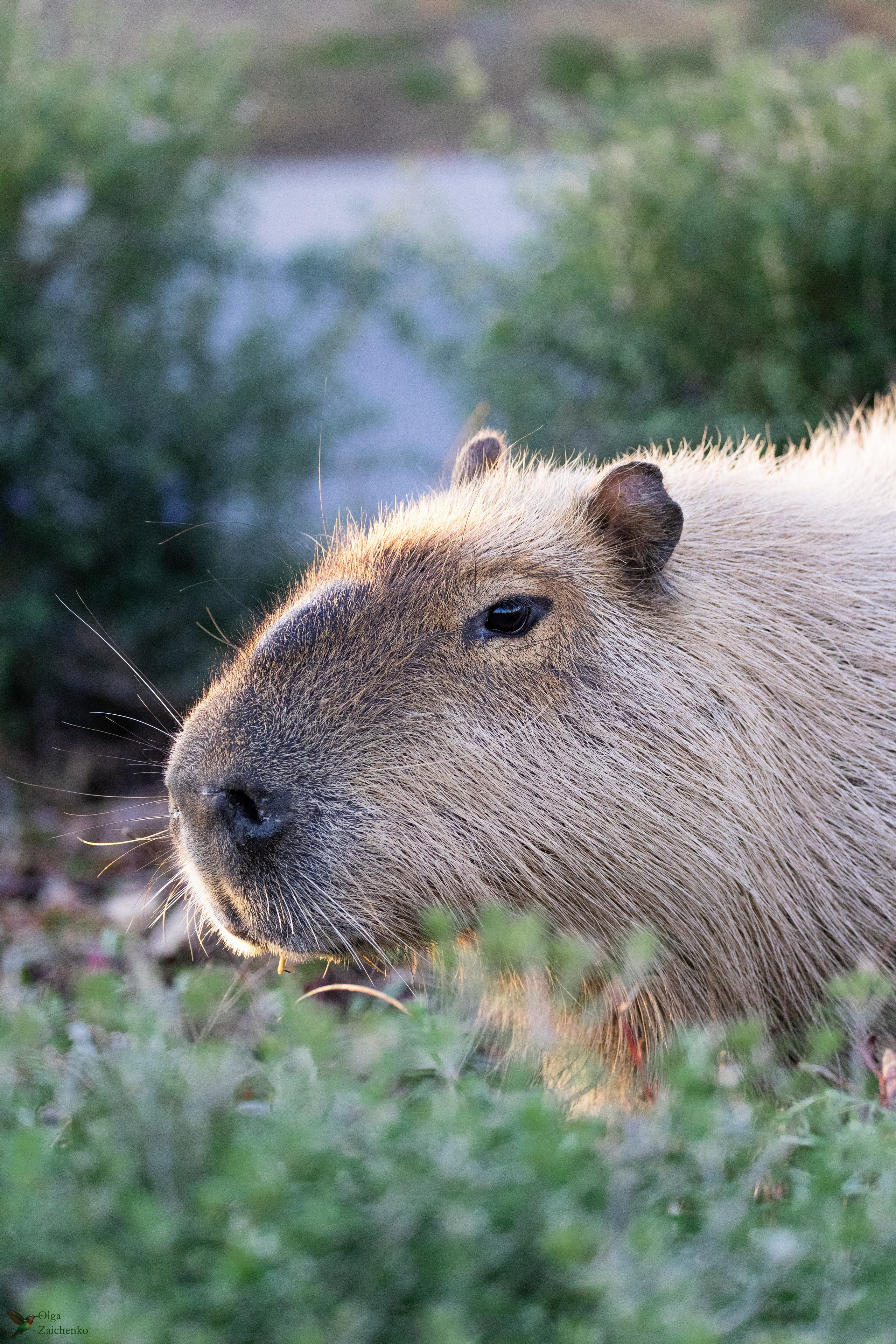 WildLife. Фотограф в Буэнос-Айресе