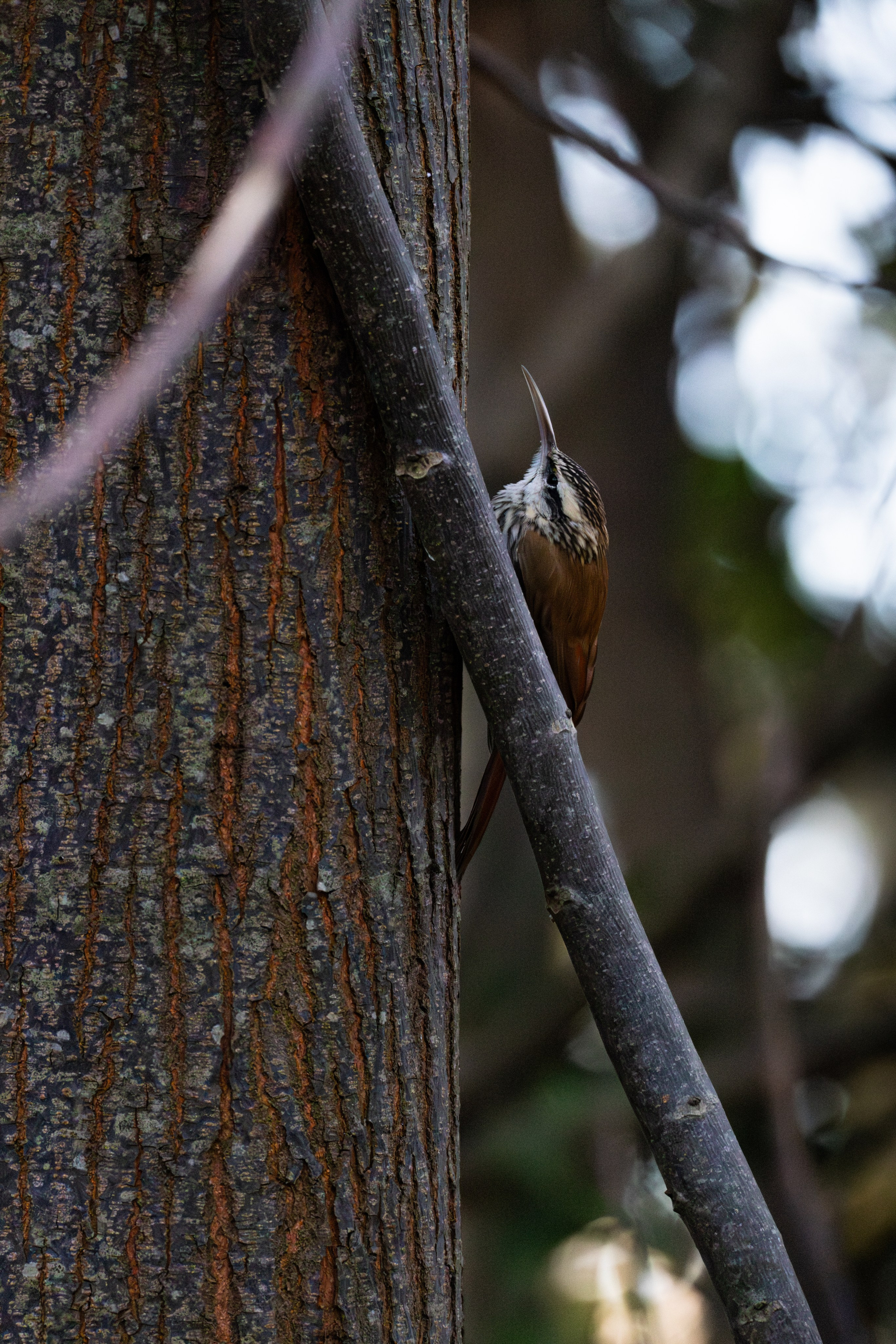 WildLife. Фотограф в Буэнос-Айресе